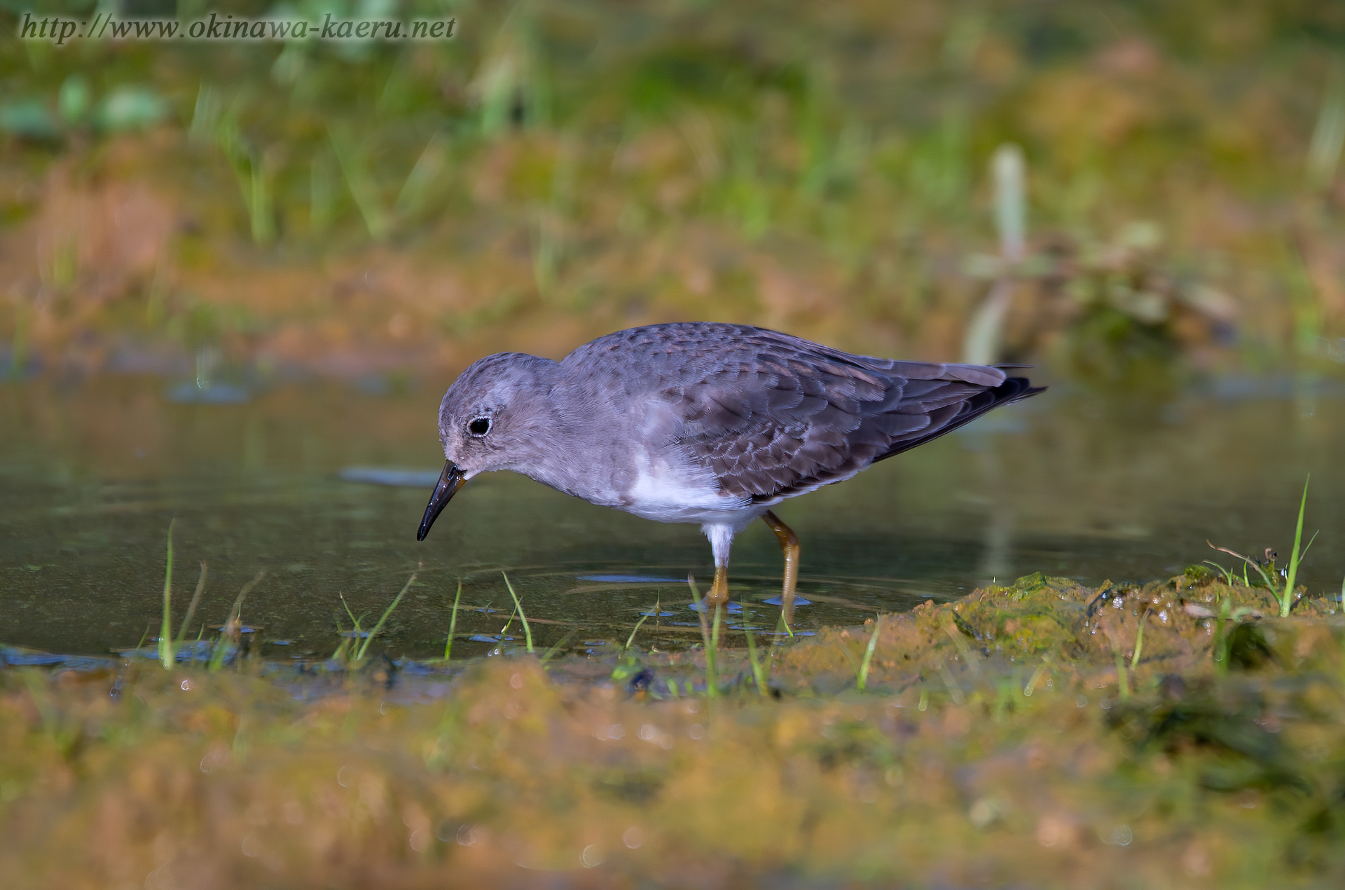 オジロトウネン Calidris temminckii