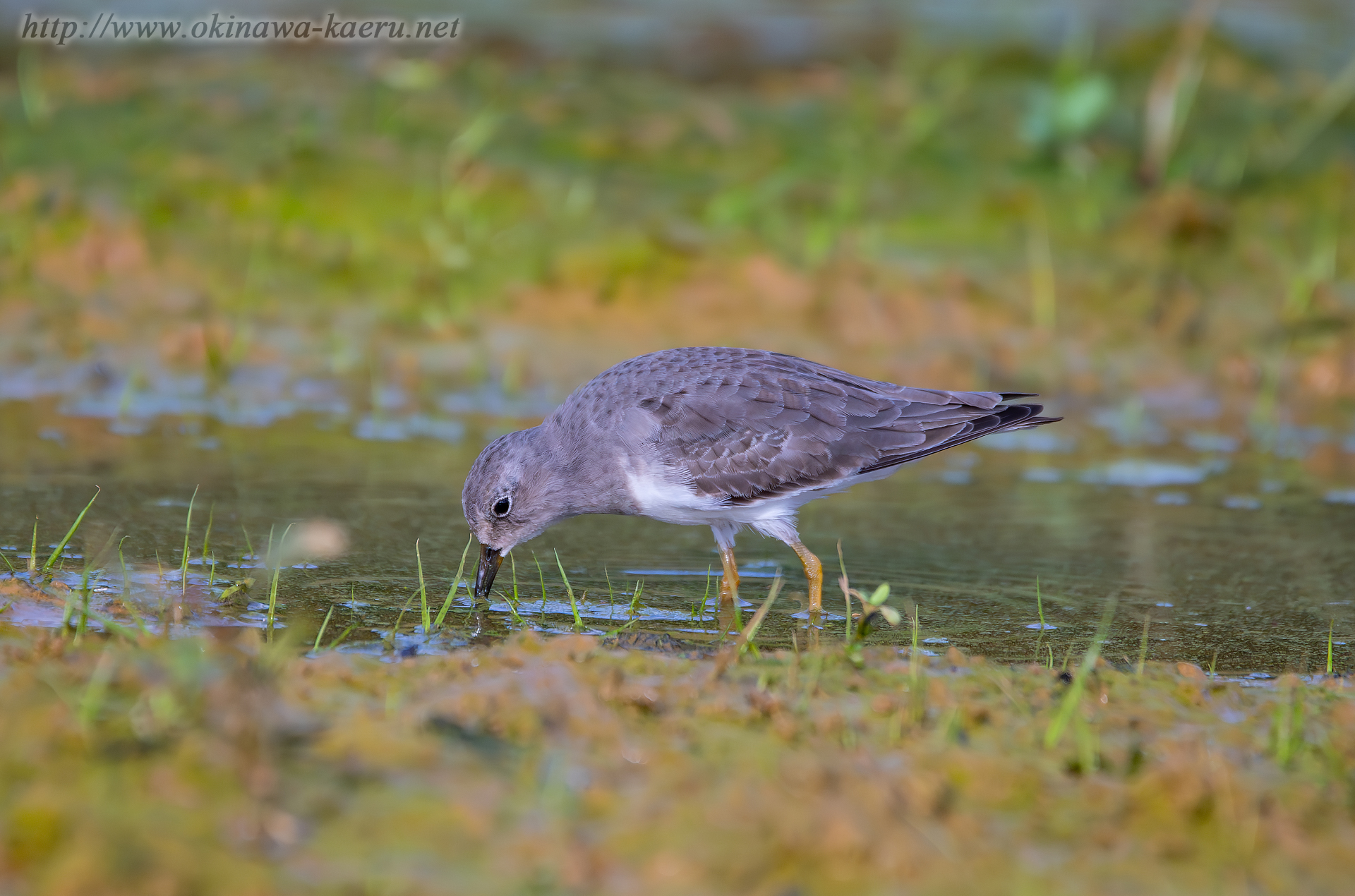 オジロトウネン Calidris temminckii