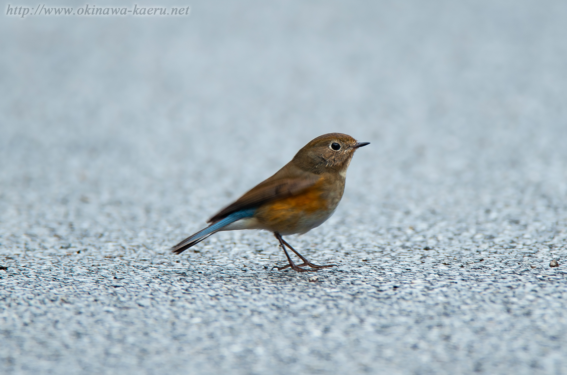 ハチジョウツグミ Red-flanked Bushrobin