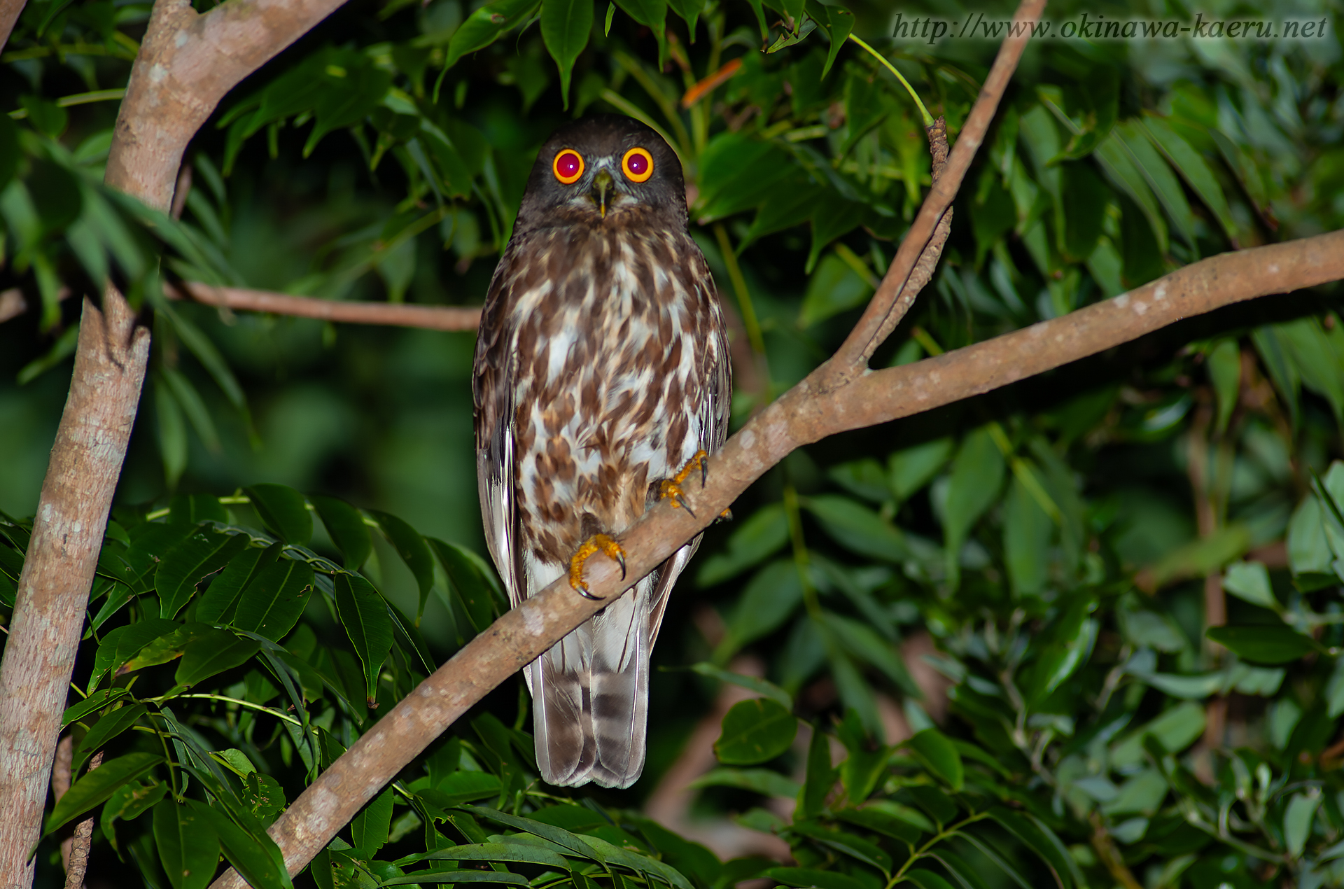 リュウキュウアオバズク Ninox scutulata totogo