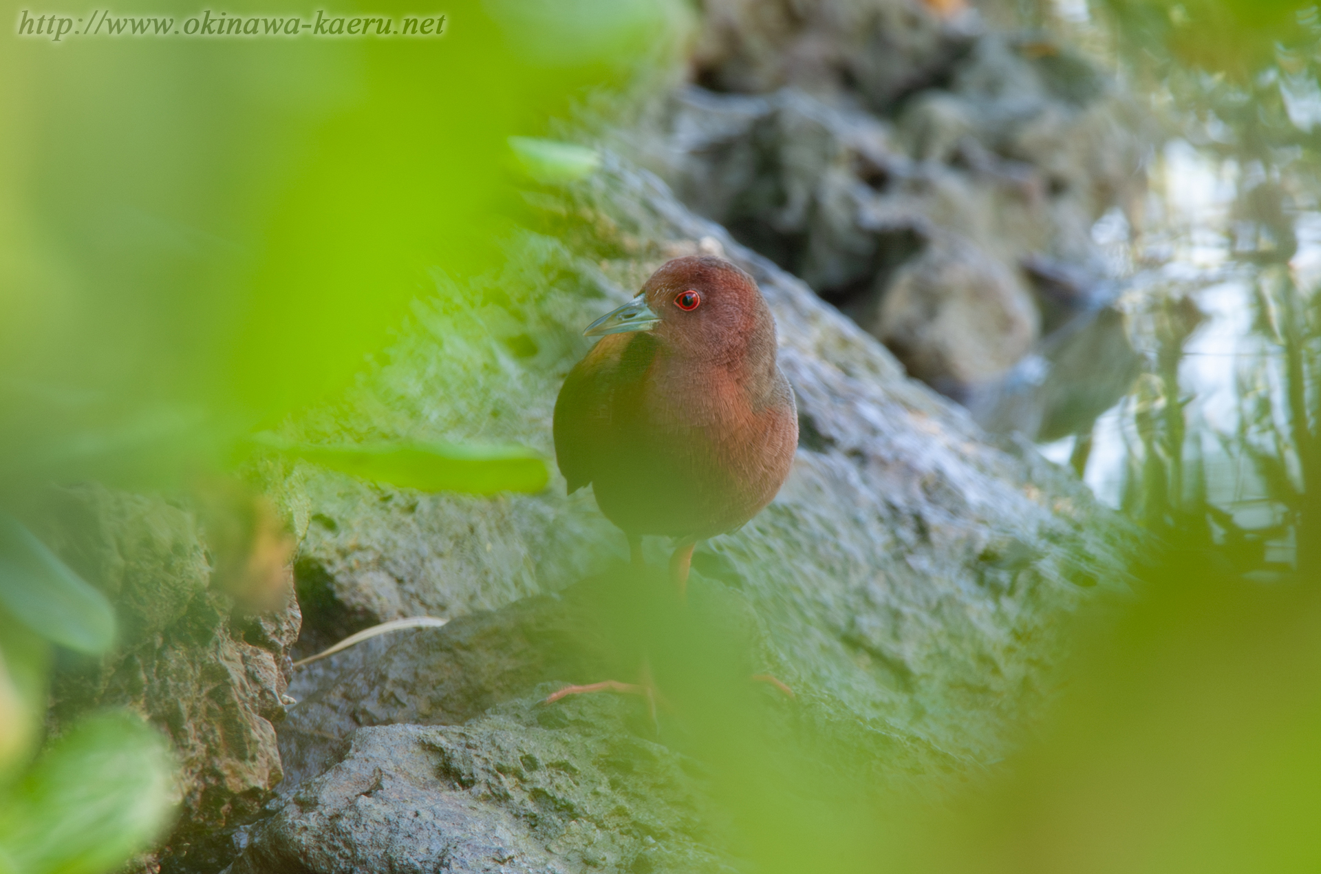 リュウキュウヒクイナ Porzana fusca phaeopyga