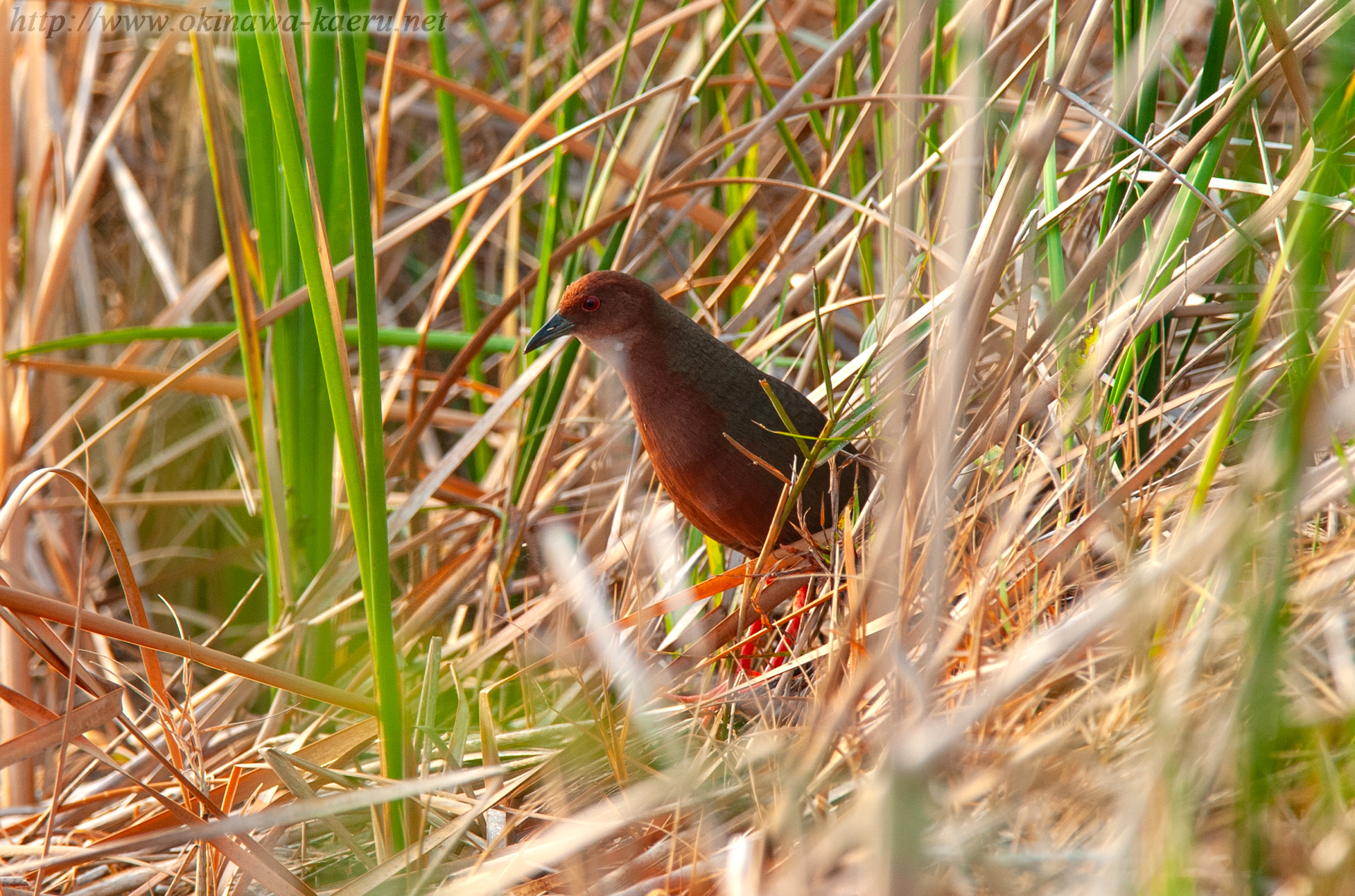 リュウキュウヒクイナ Porzana fusca phaeopyga