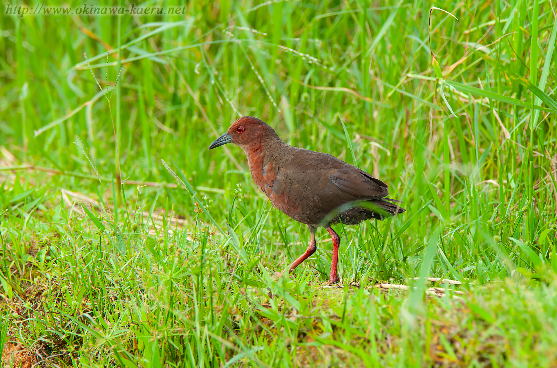 リュウキュウヒクイナ Porzana fusca phaeopyga