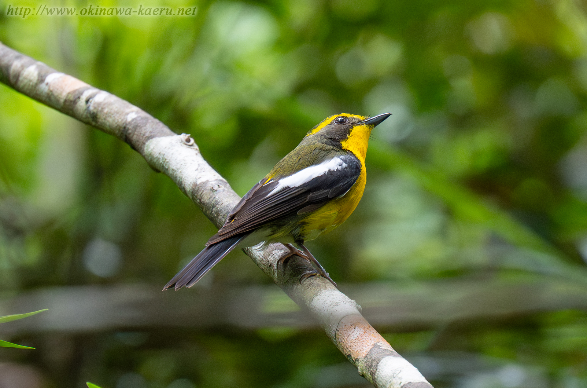 リュウキュウキビタキ Ficedula narcissina owstoni