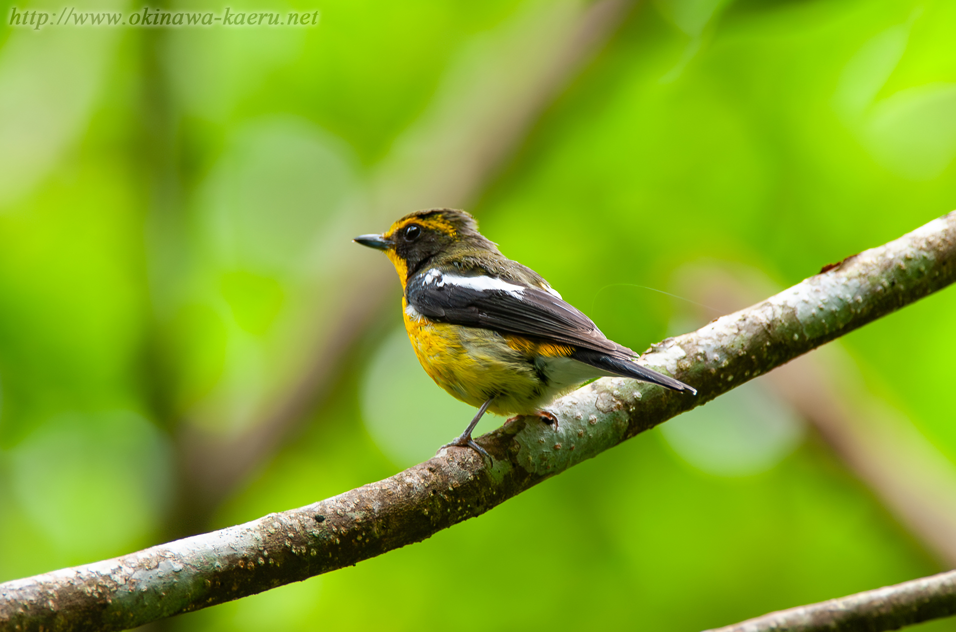 リュウキュウキビタキ Ficedula narcissina owstoni