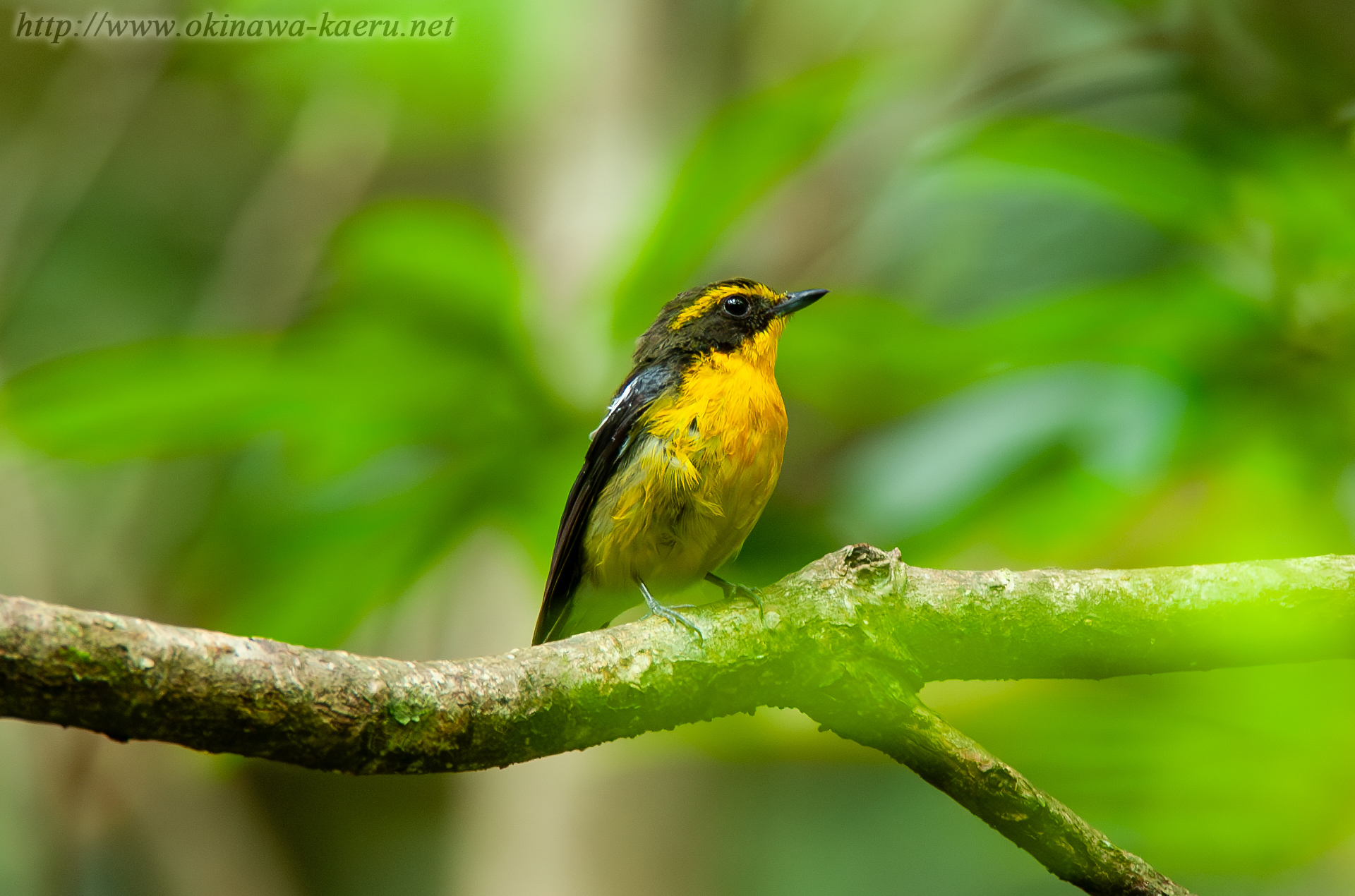 リュウキュウキビタキ Ficedula narcissina owstoni