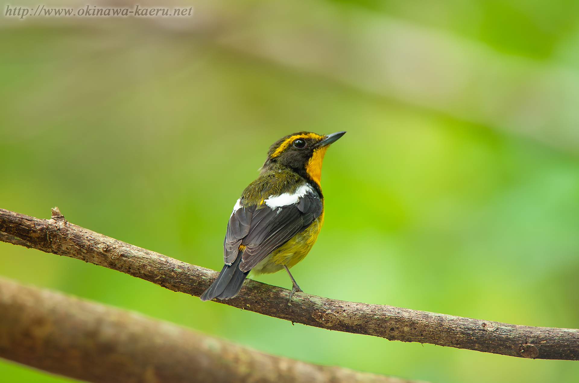 リュウキュウキビタキ Ficedula narcissina owstoni