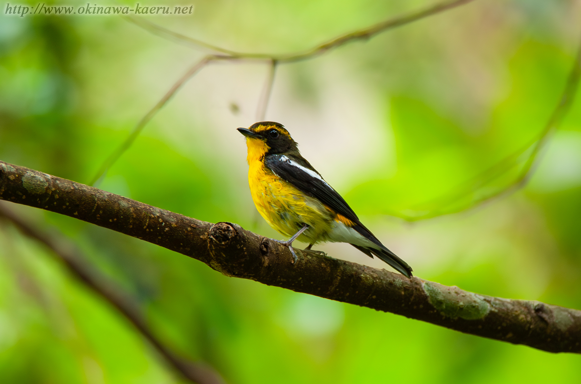 リュウキュウキビタキ Ficedula narcissina owstoni