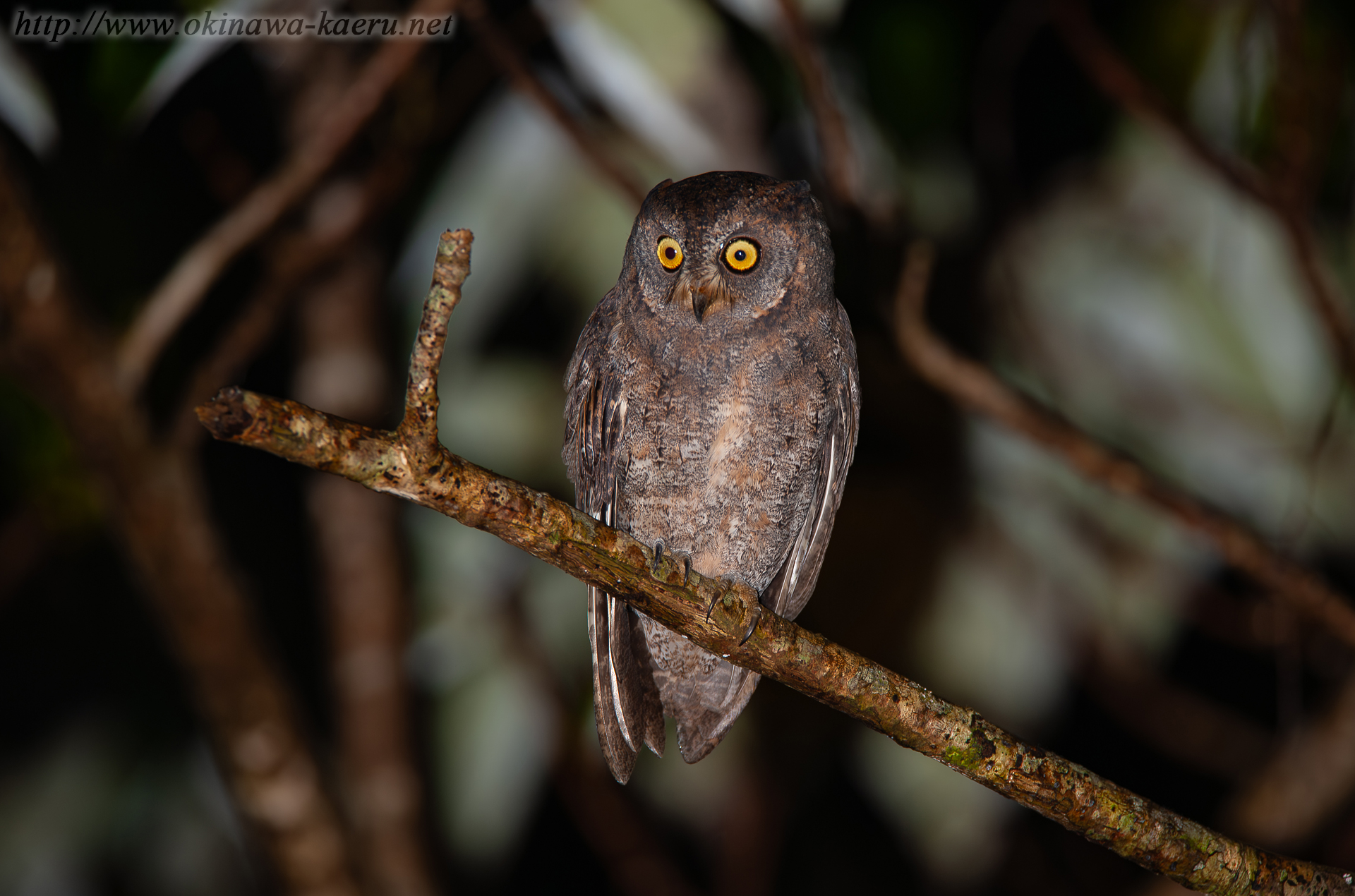 リュウキュウコノハズク Otus elegans