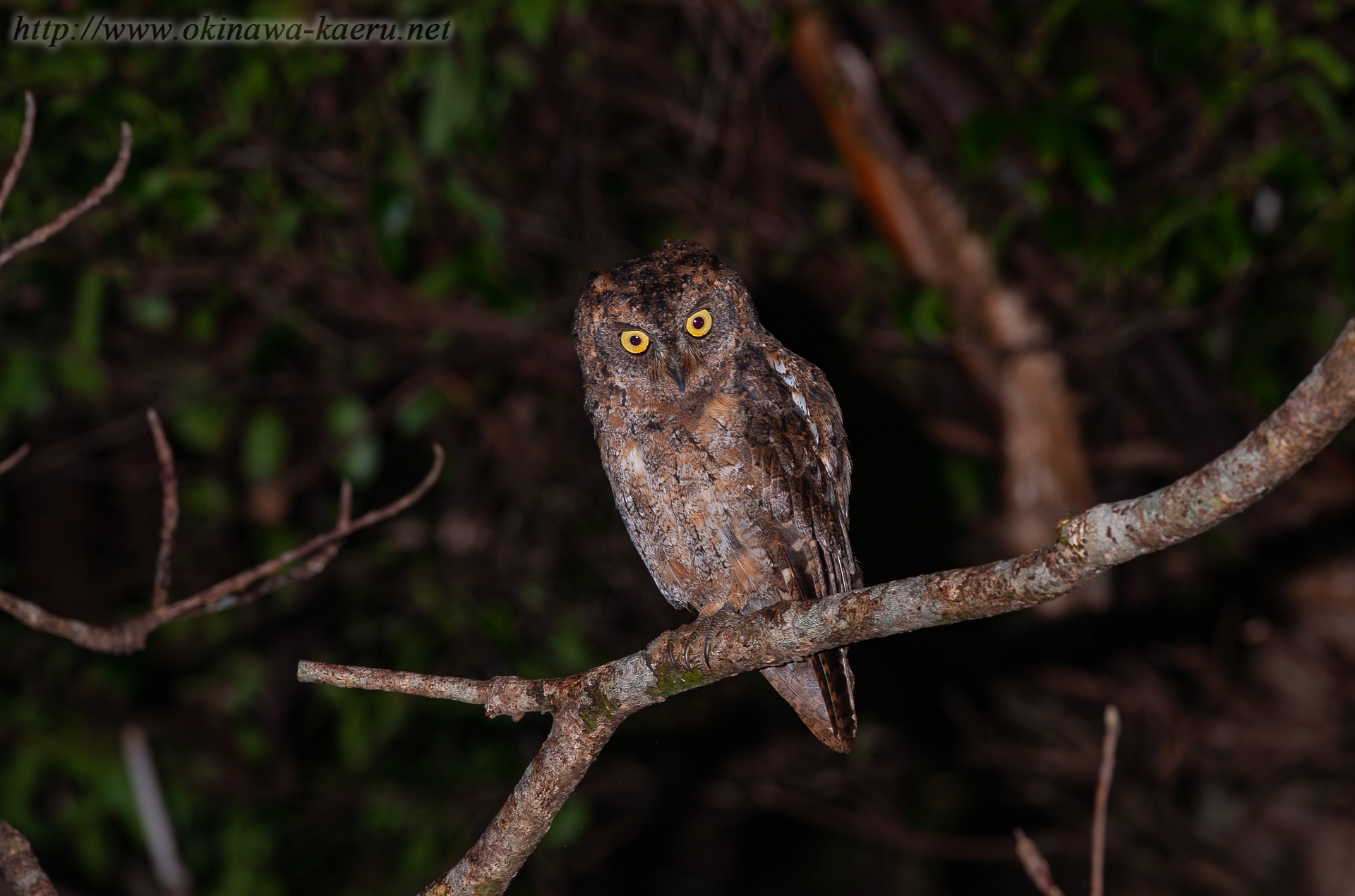 リュウキュウコノハズク Otus elegans