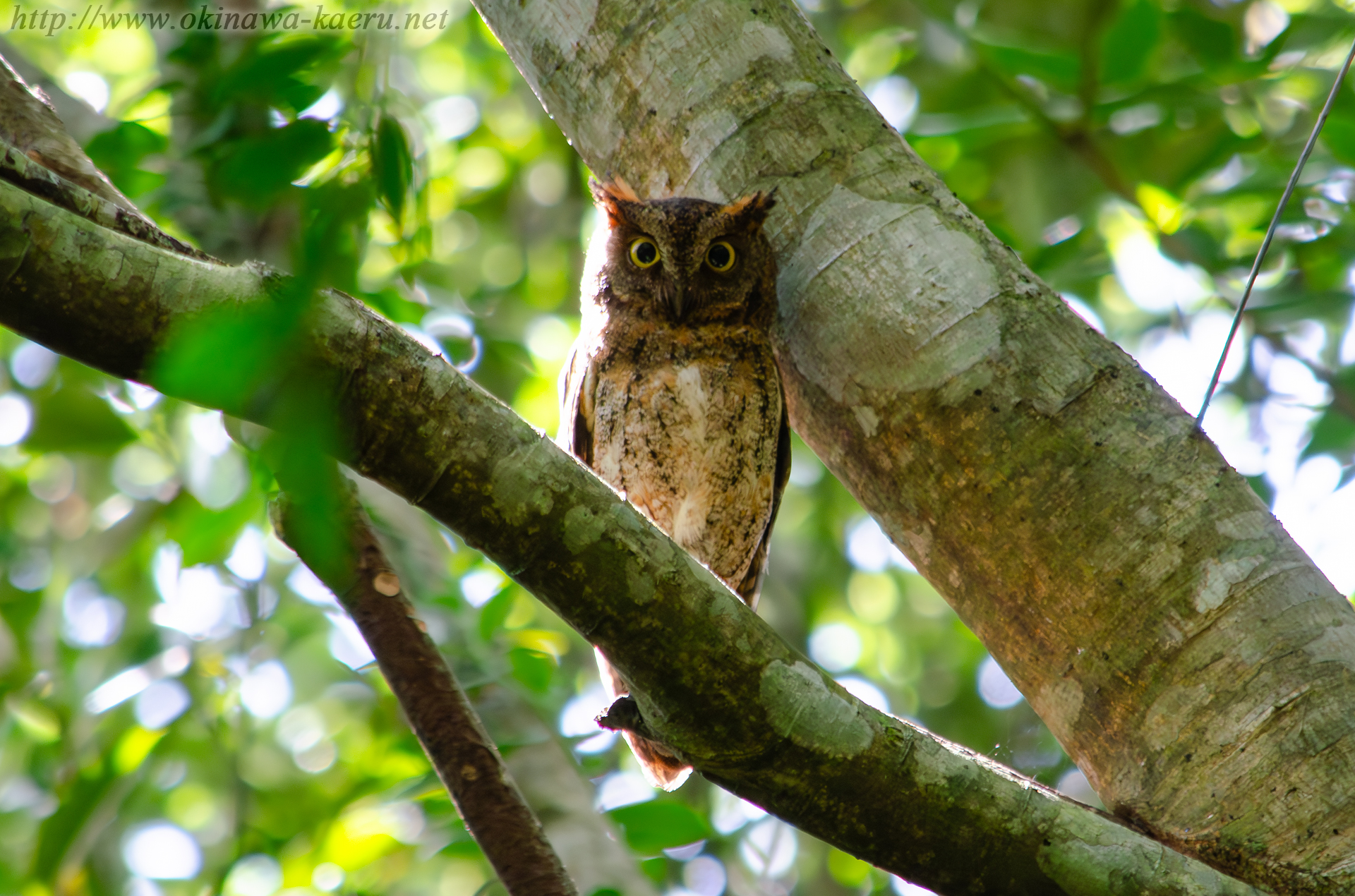 リュウキュウコノハズクの画像