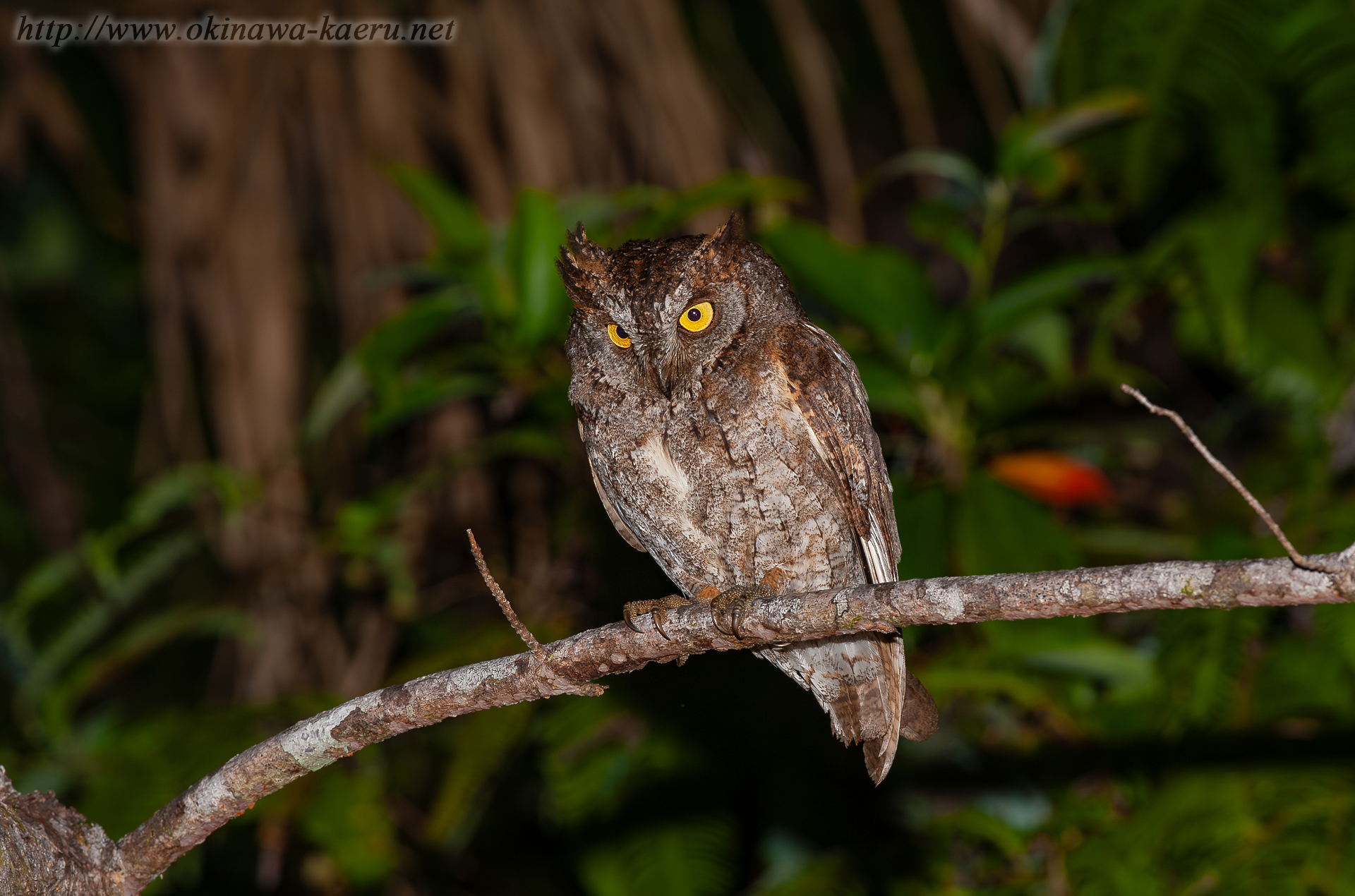 リュウキュウコノハズク Otus elegans