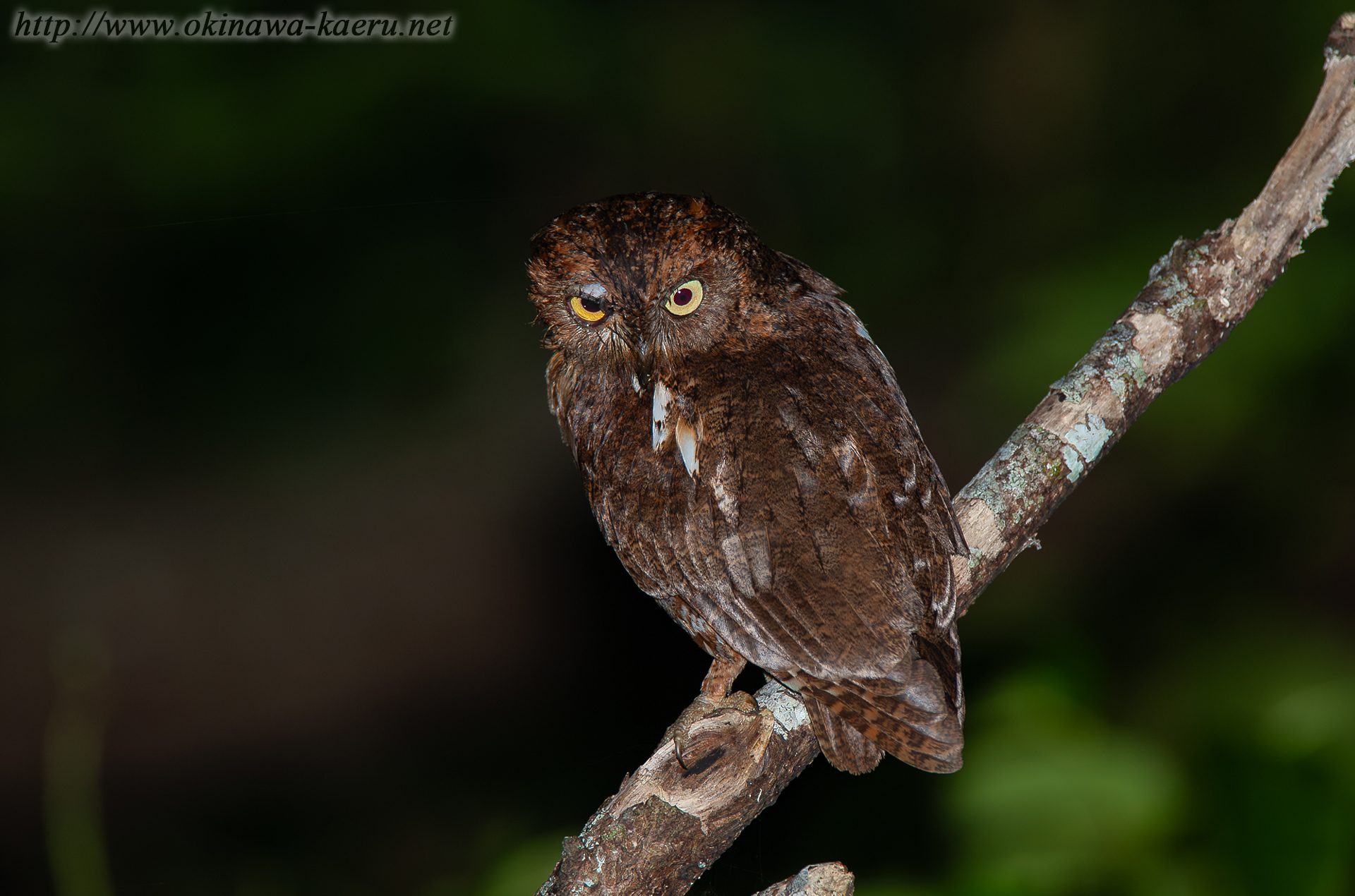 リュウキュウコノハズク Otus elegans