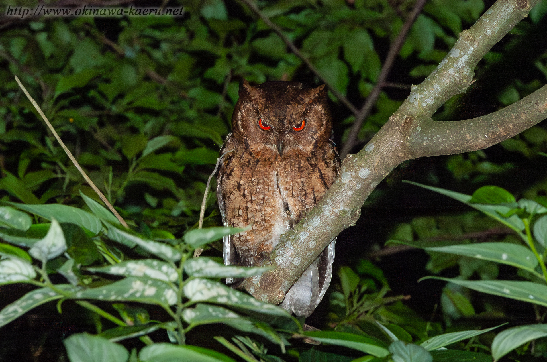 リュウキュウオオコノハズク Otus lempiji pryeri