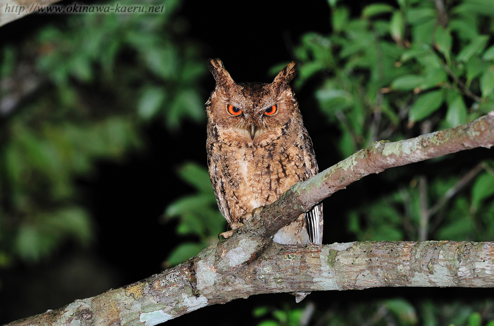 リュウキュウオオコノハズク Otus lempiji pryeri