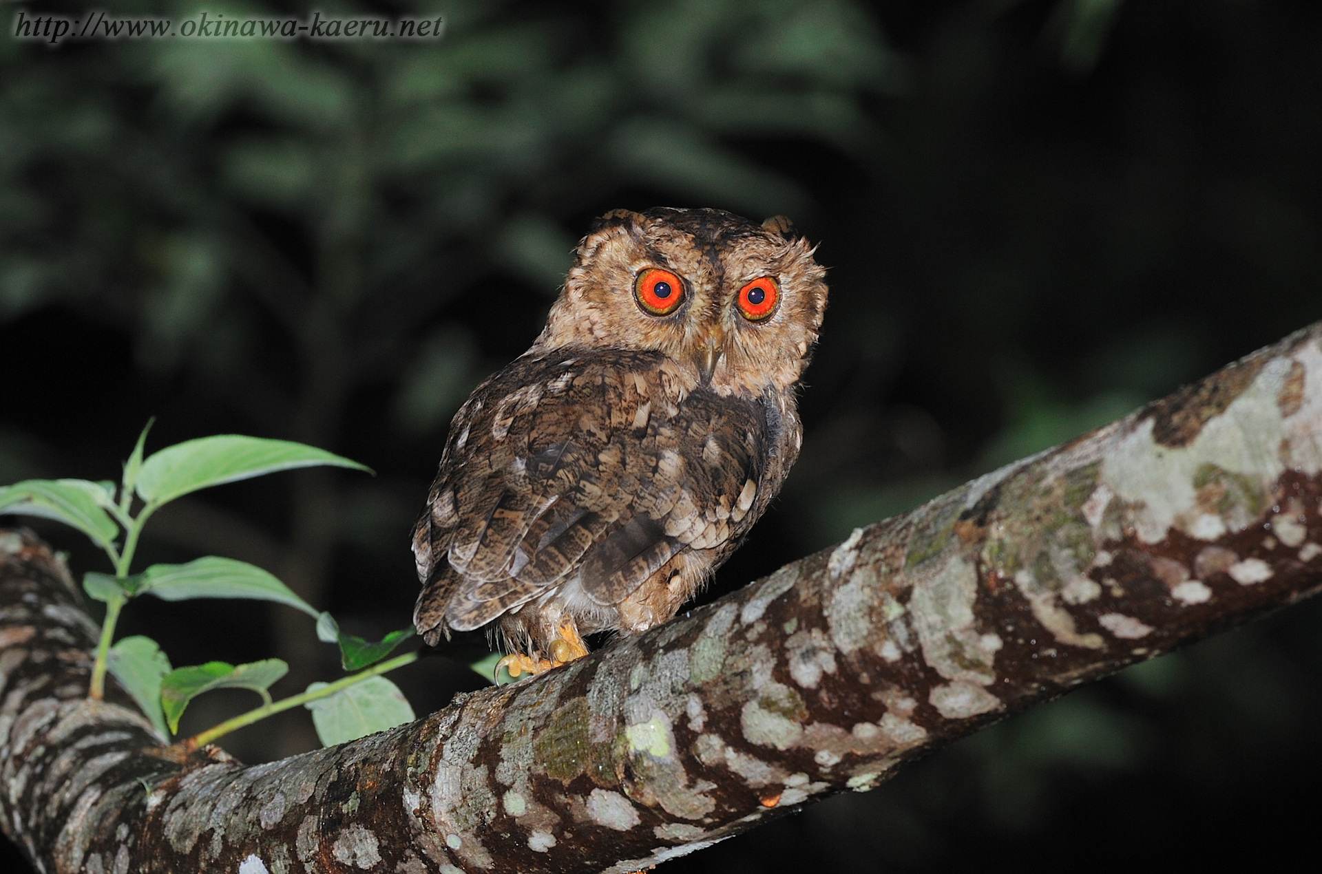 リュウキュウオオコノハズク Otus lempiji pryeri