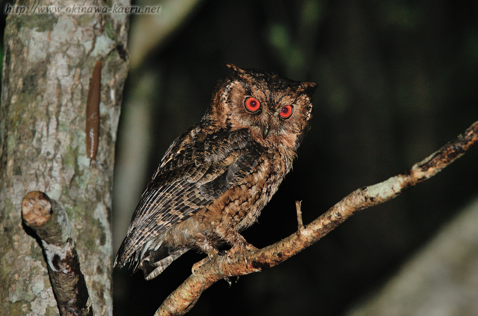 リュウキュウオオコノハズクの画像