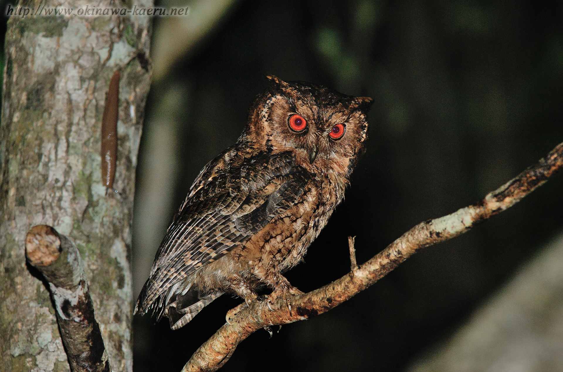 リュウキュウオオコノハズク Otus lempiji pryeri