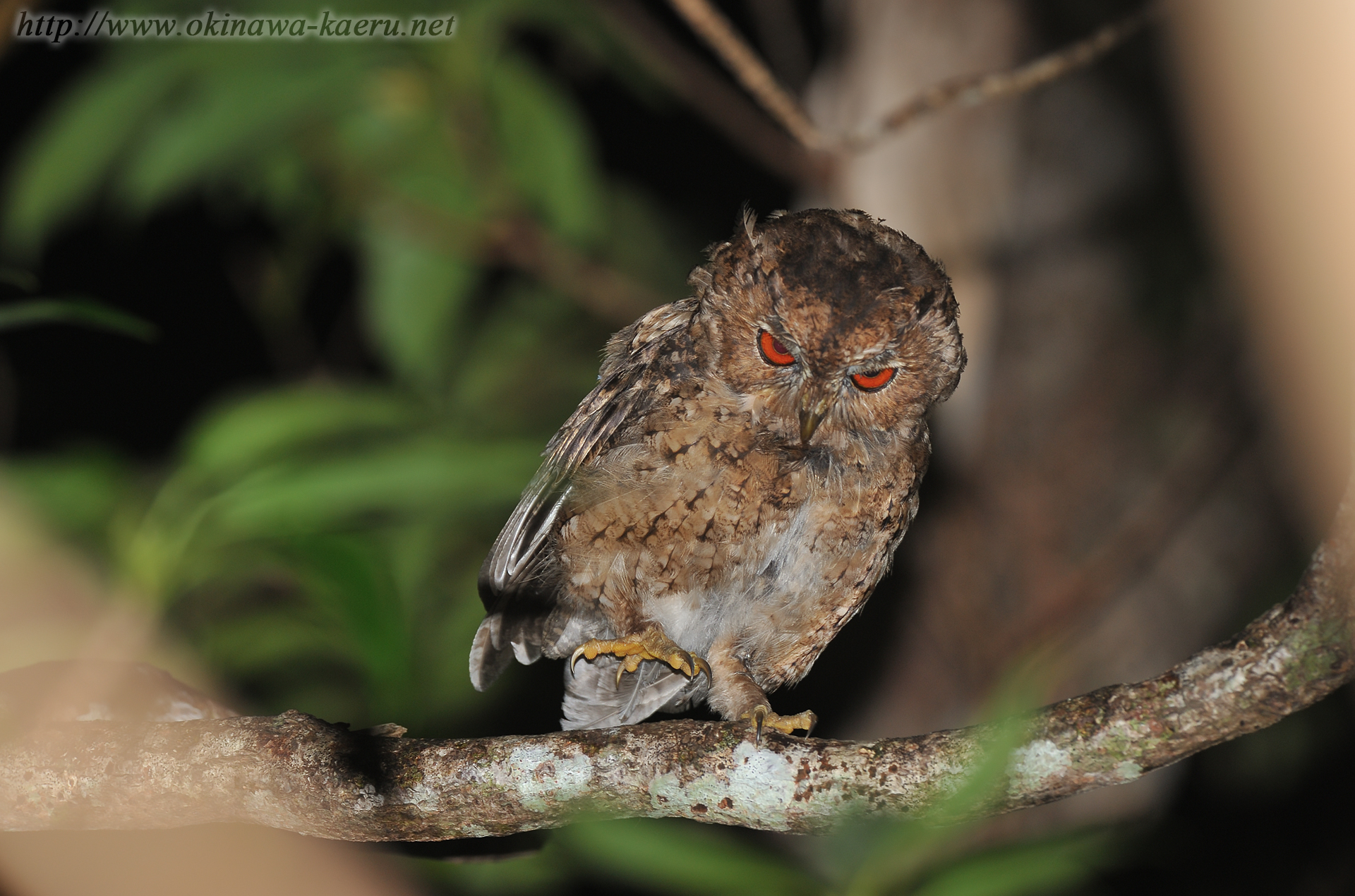 リュウキュウオオコノハズク Otus lempiji pryeri