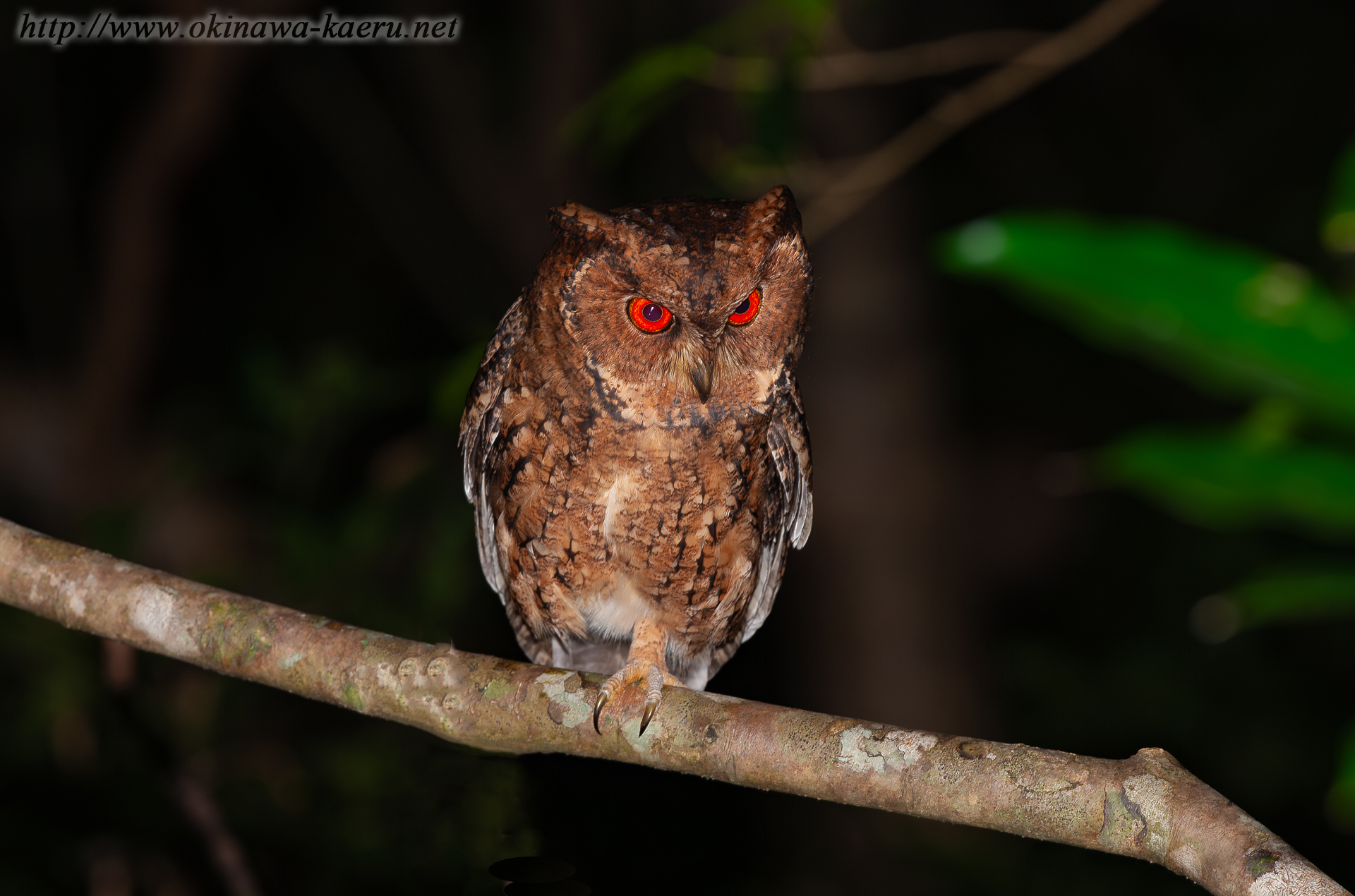 リュウキュウオオコノハズクの画像