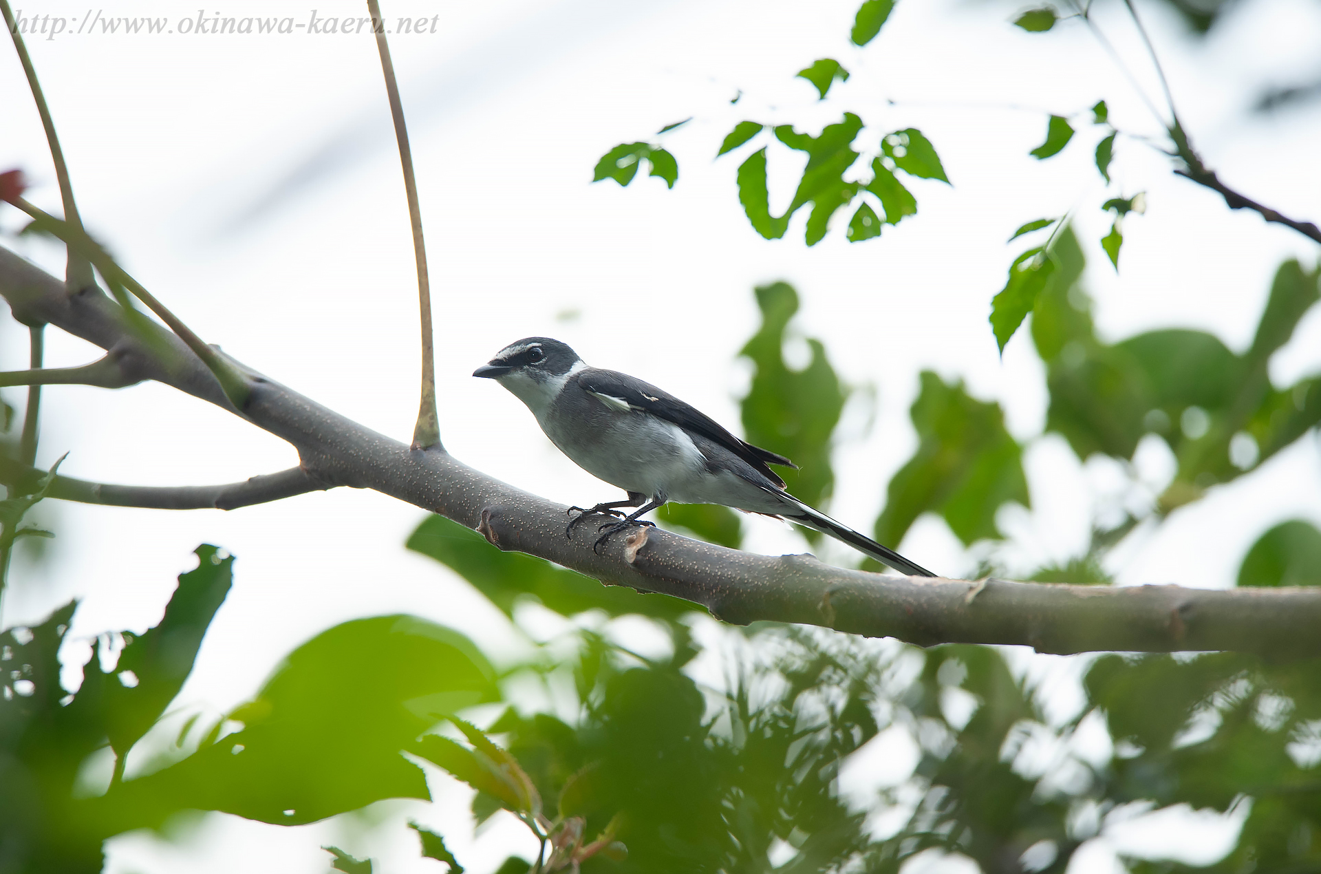 リュウキュウサンショウクイ Pericrocotus divaricatus tegimae