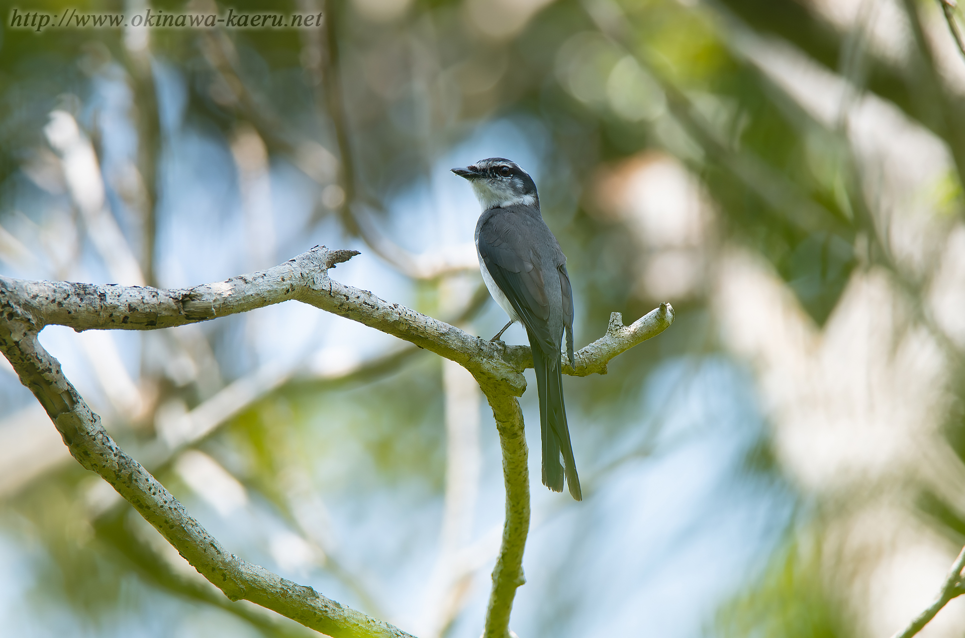 リュウキュウサンショウクイ Pericrocotus divaricatus tegimae