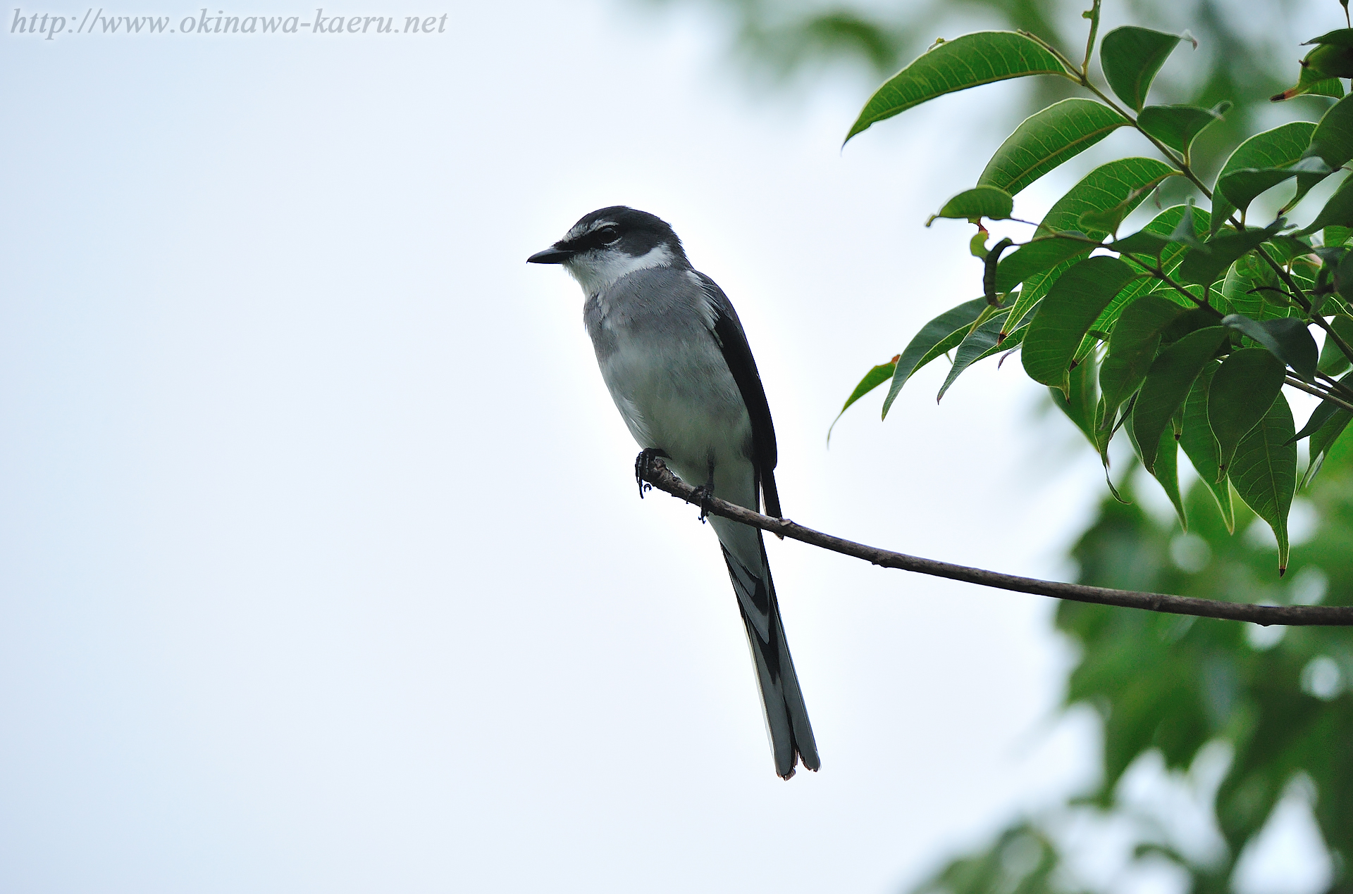 リュウキュウサンショウクイ Pericrocotus divaricatus tegimae