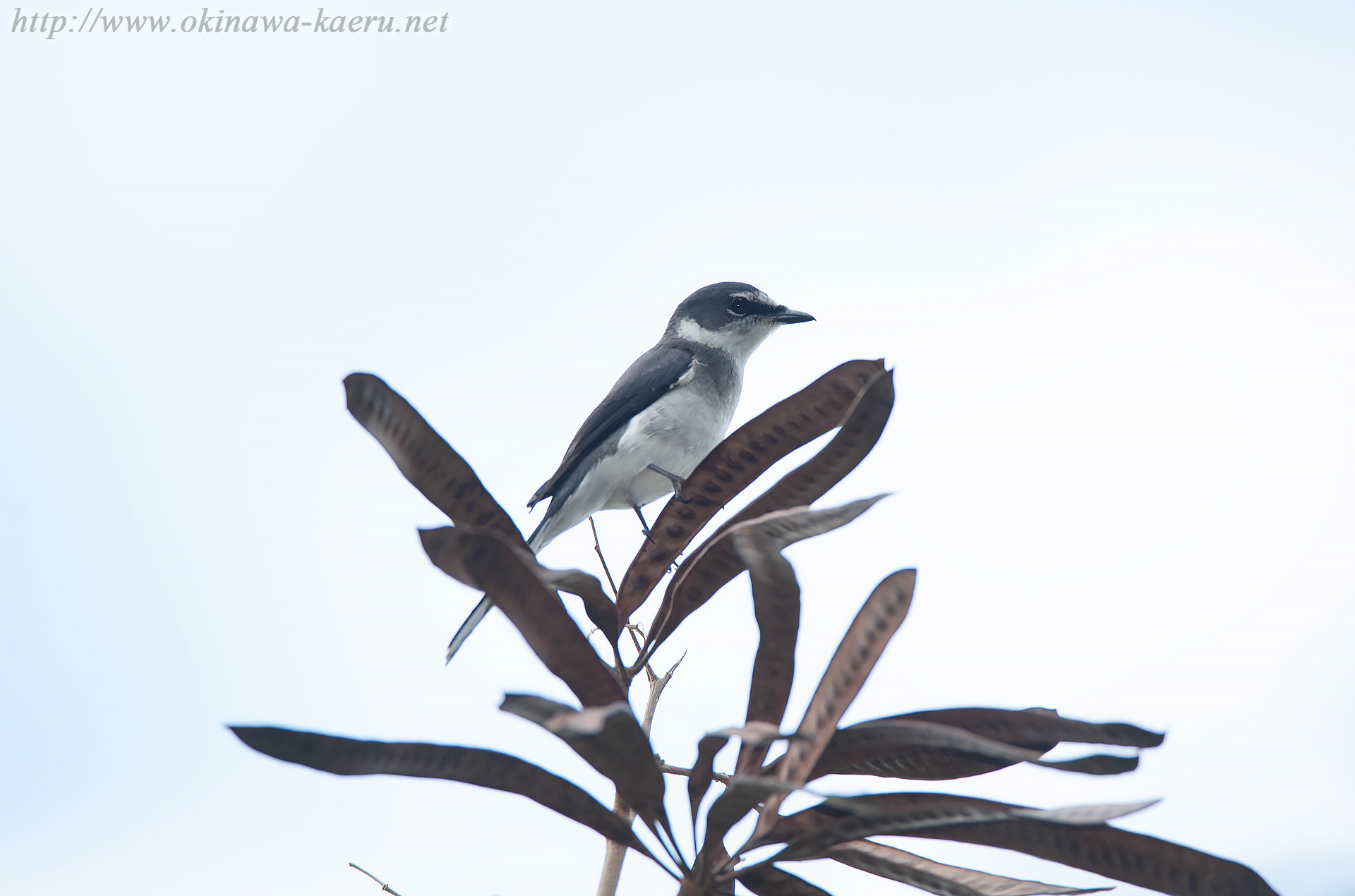 リュウキュウサンショウクイ Pericrocotus divaricatus tegimae