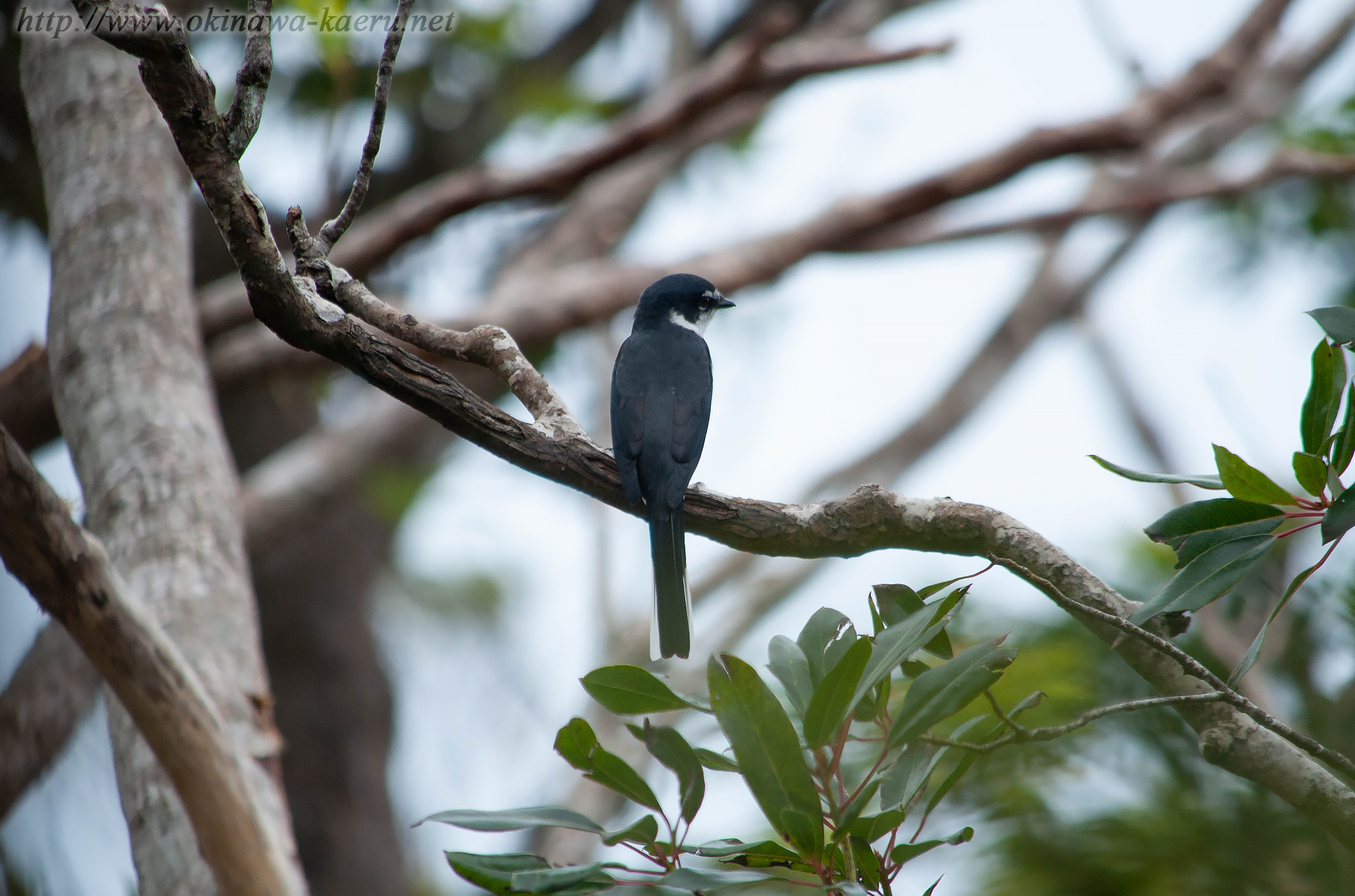 リュウキュウサンショウクイ Pericrocotus divaricatus tegimae