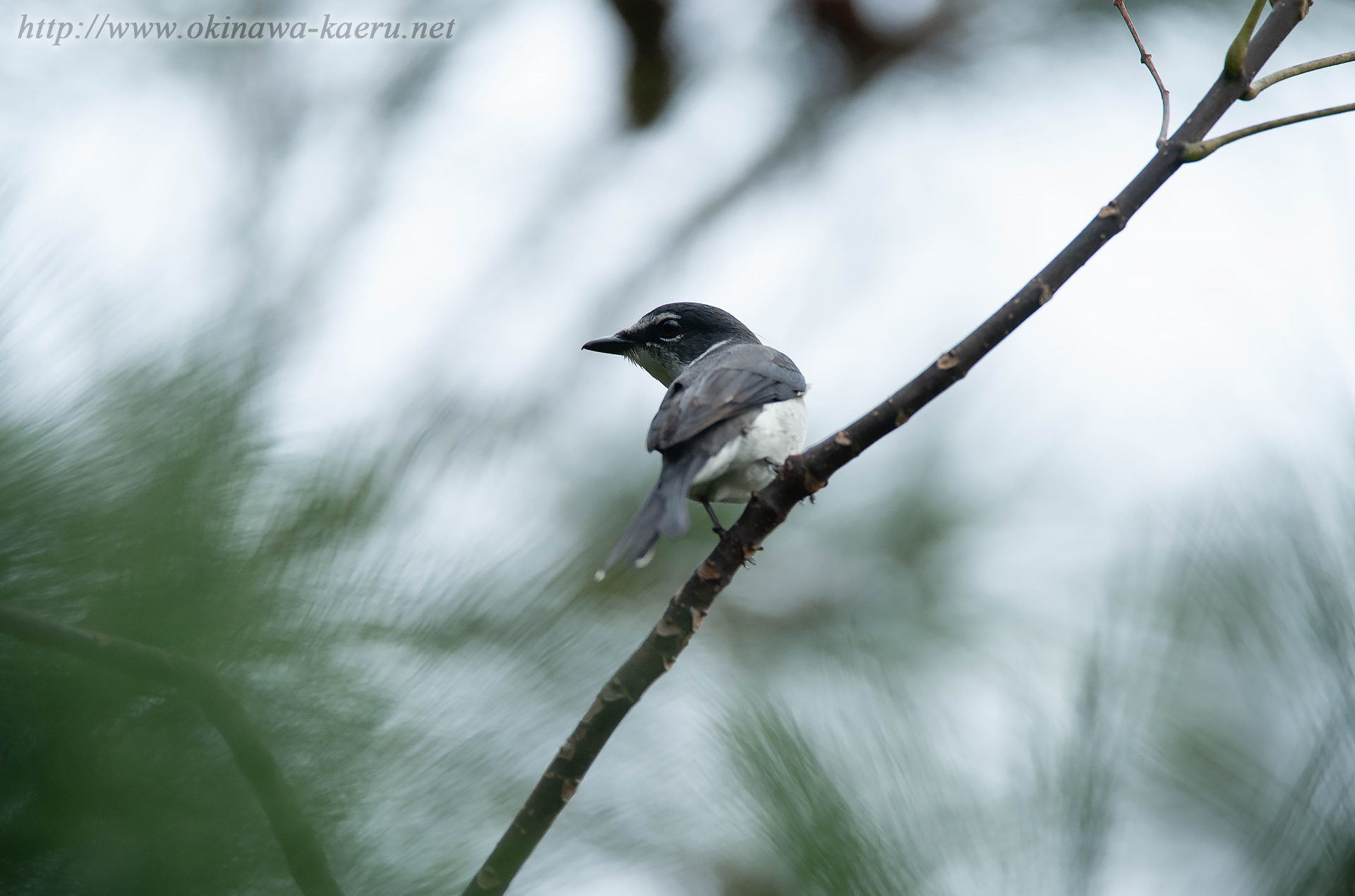 リュウキュウサンショウクイ Pericrocotus divaricatus tegimae