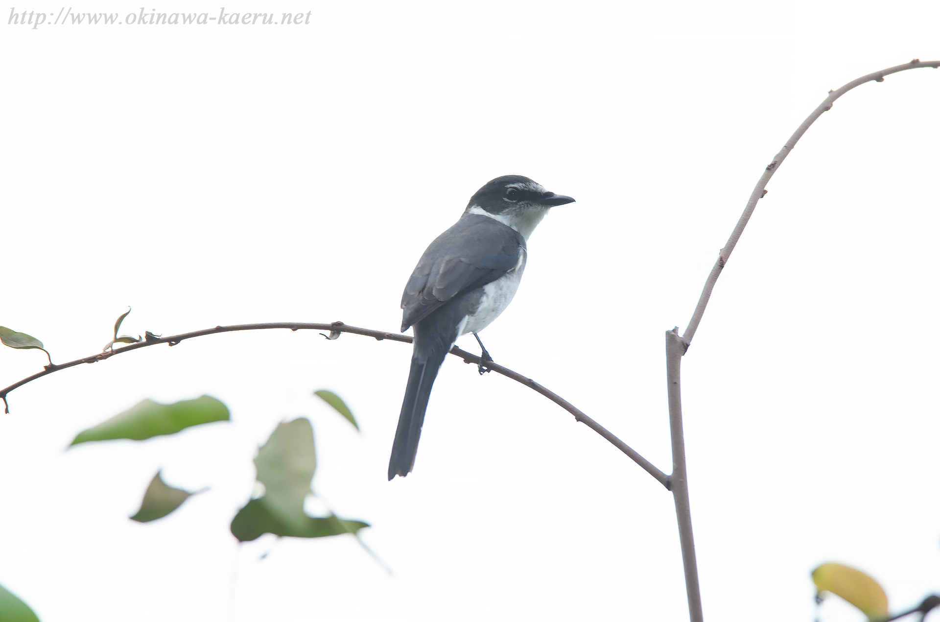 リュウキュウサンショウクイ Pericrocotus divaricatus tegimae