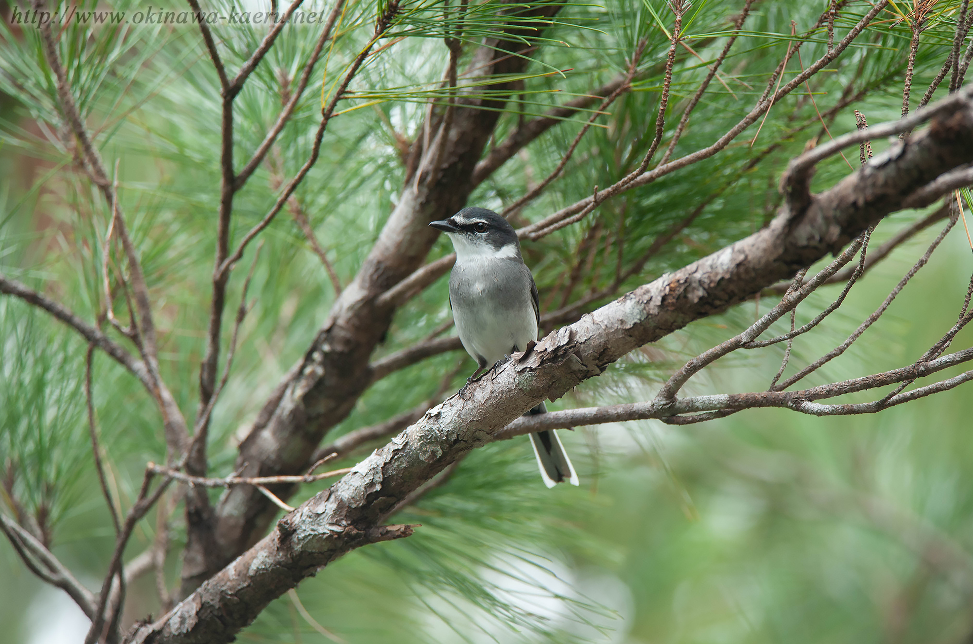 リュウキュウサンショウクイ Pericrocotus divaricatus tegimae