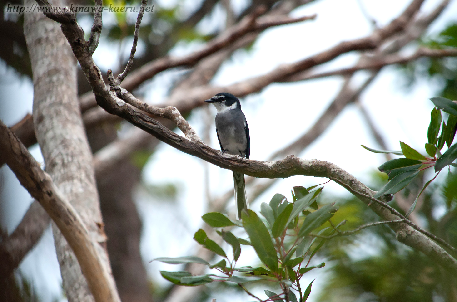 リュウキュウサンショウクイ Pericrocotus divaricatus tegimae