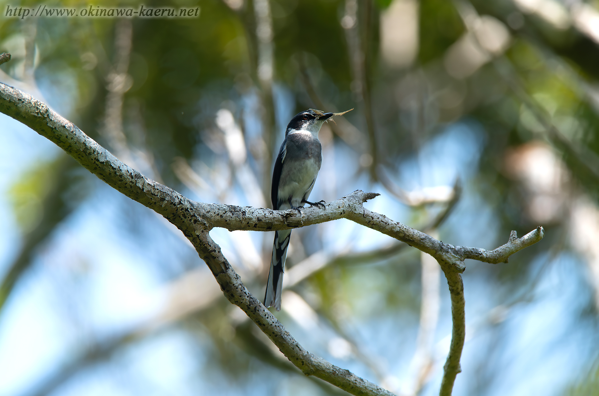 リュウキュウサンショウクイ Pericrocotus divaricatus tegimae