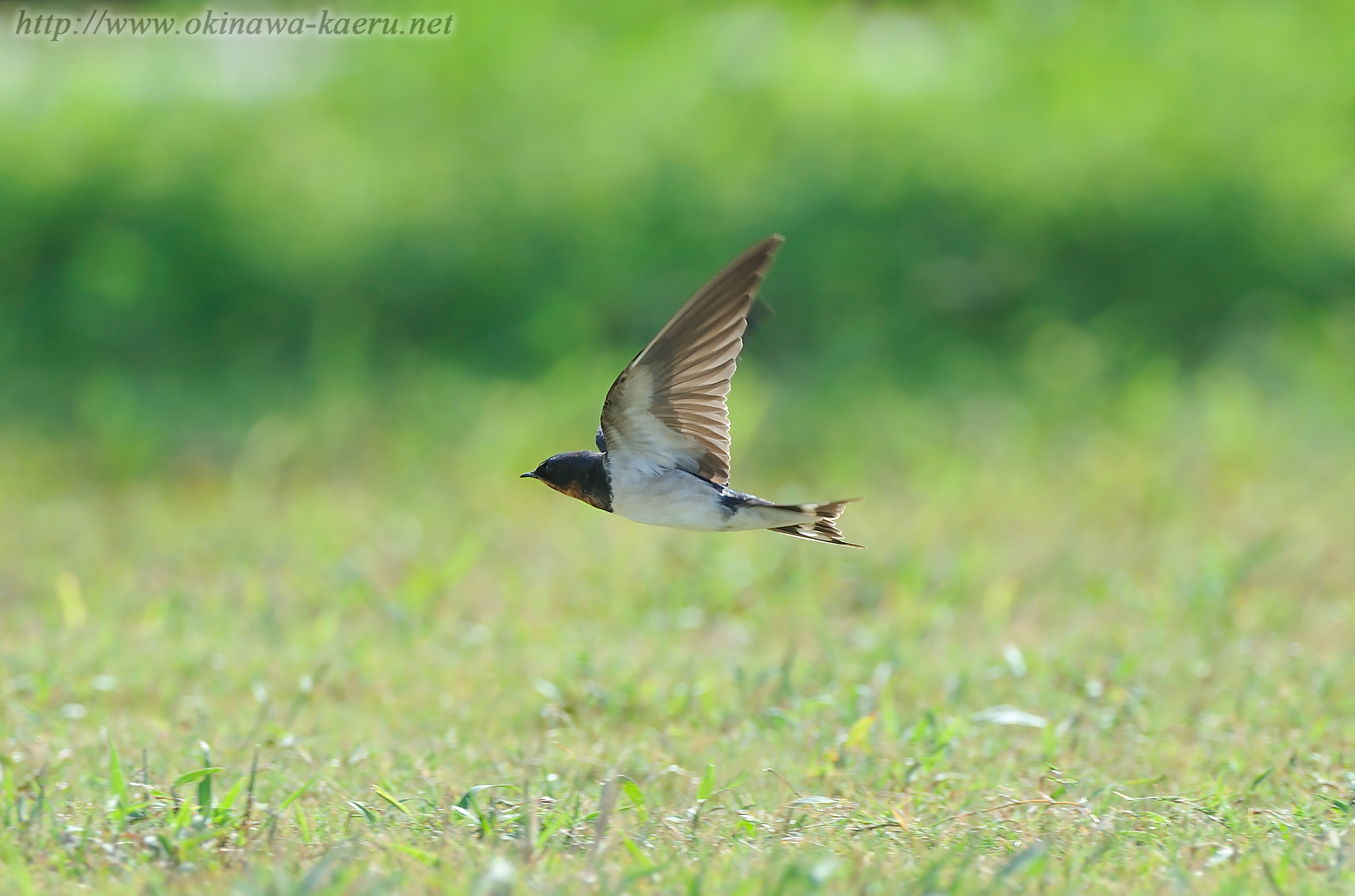 リュウキュウツバメ Hirundo tahitica