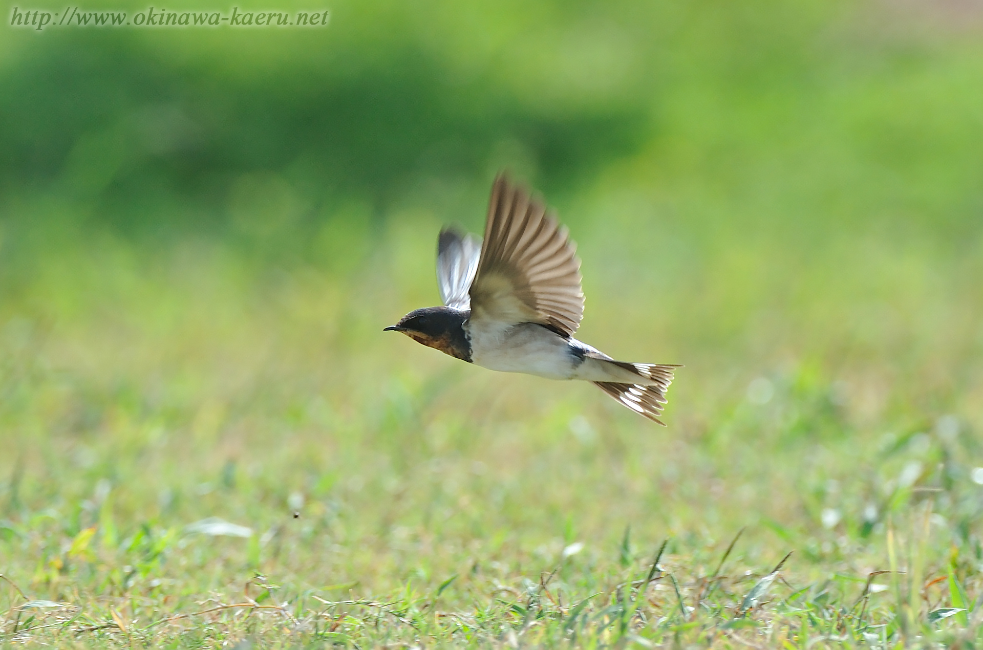 リュウキュウツバメ Hirundo tahitica