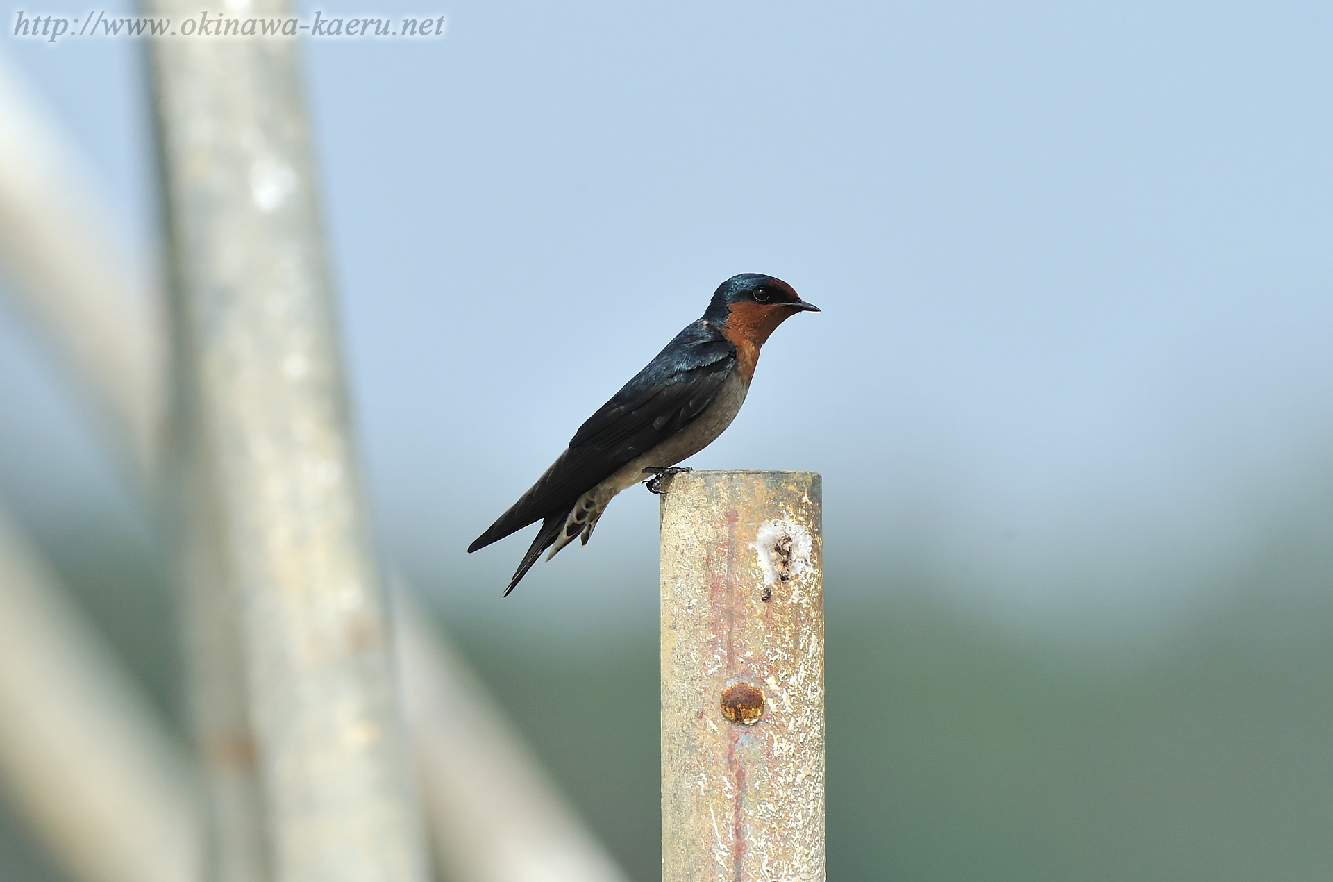 リュウキュウツバメ Hirundo tahitica