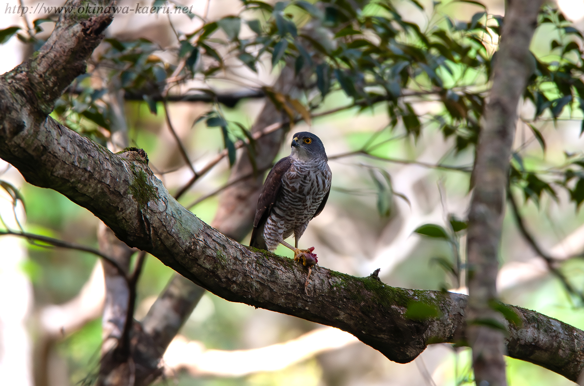 リュウキュウツミ Accipiter gularis iwasakii