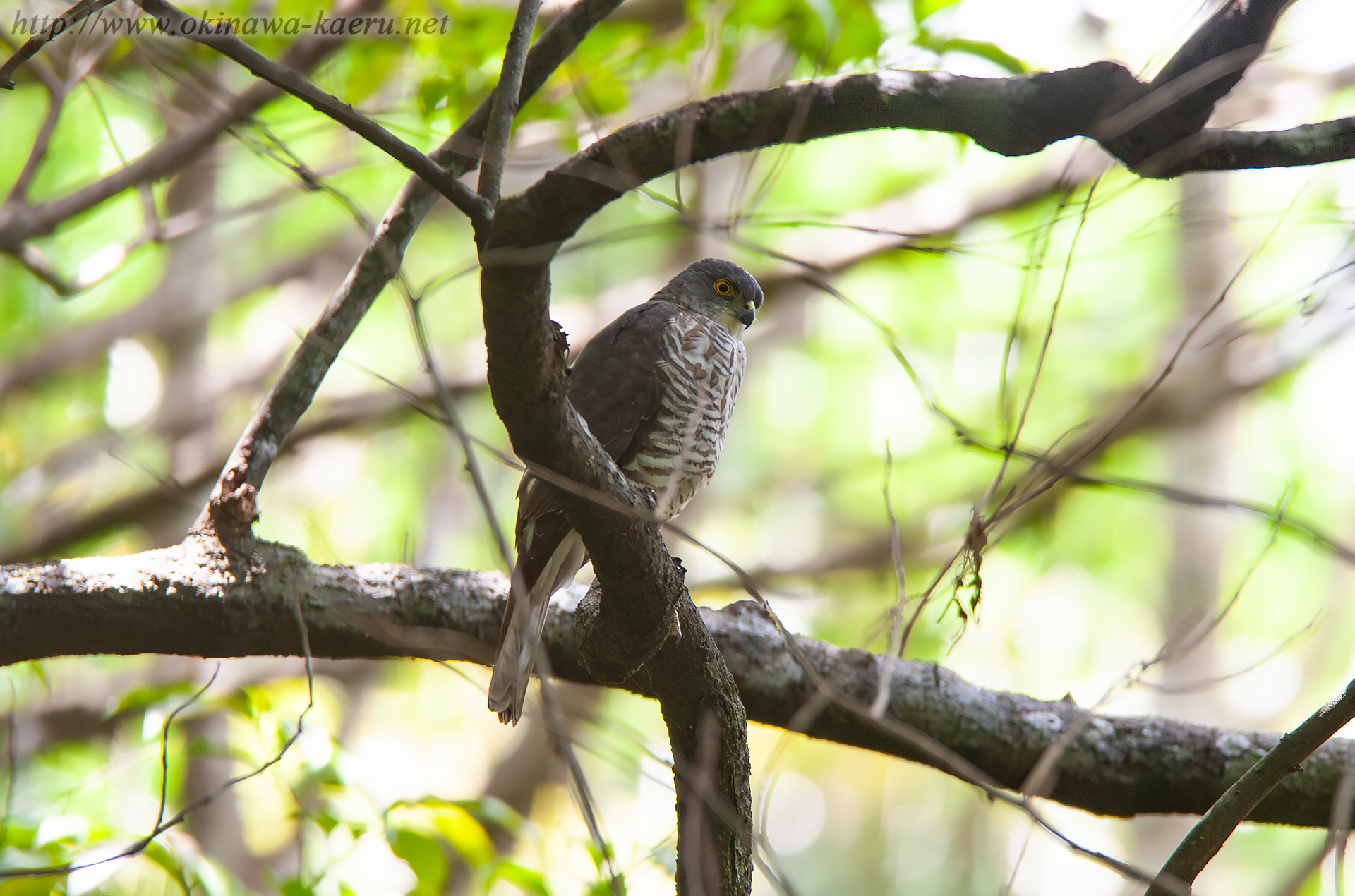 リュウキュウツミ Accipiter gularis iwasakii