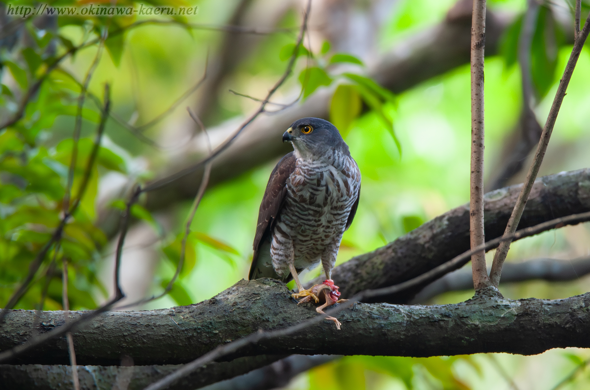 リュウキュウツミ Accipiter gularis iwasakii