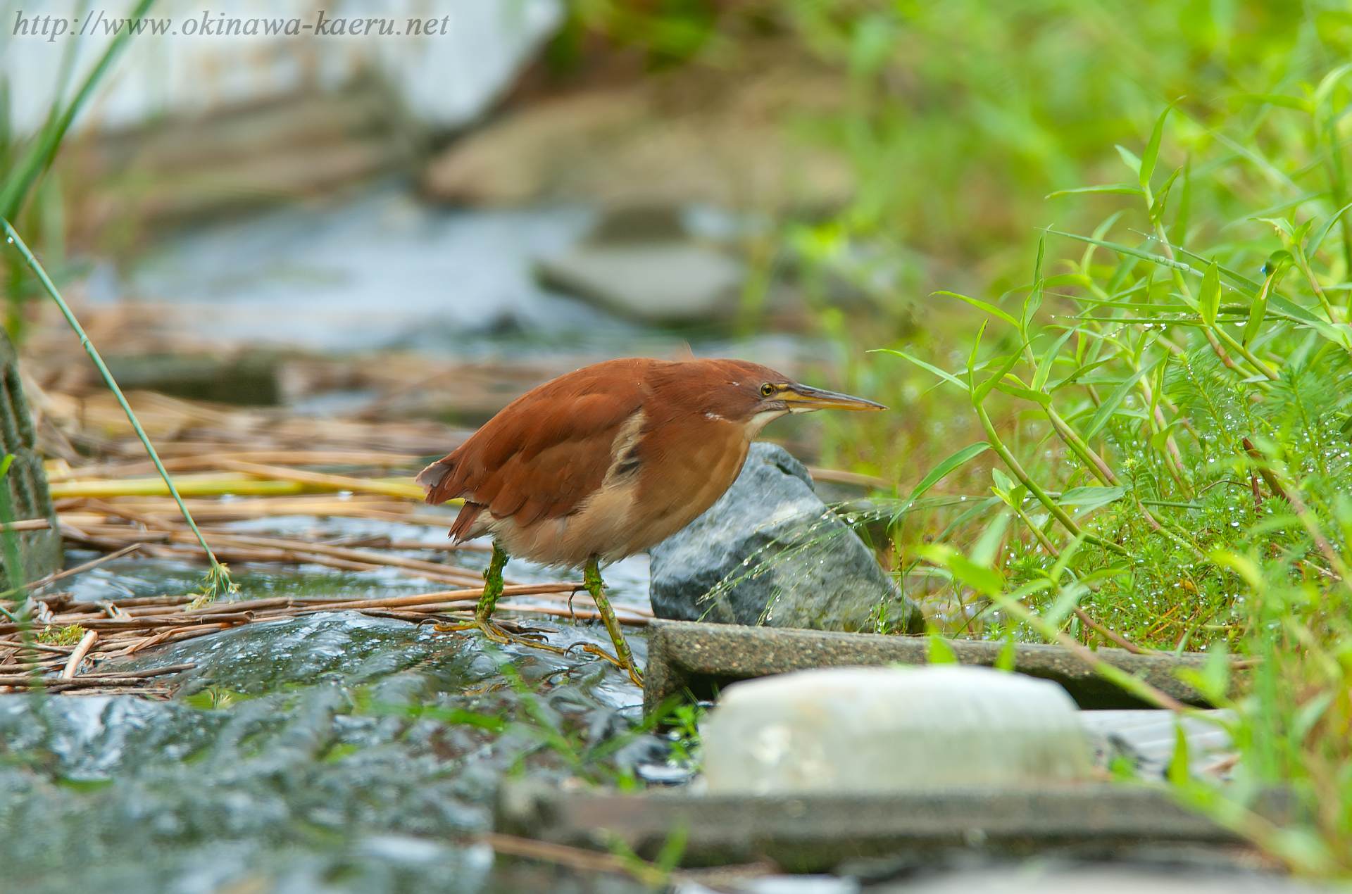 リュウキュウヨシゴイ Cinnamon Bittern