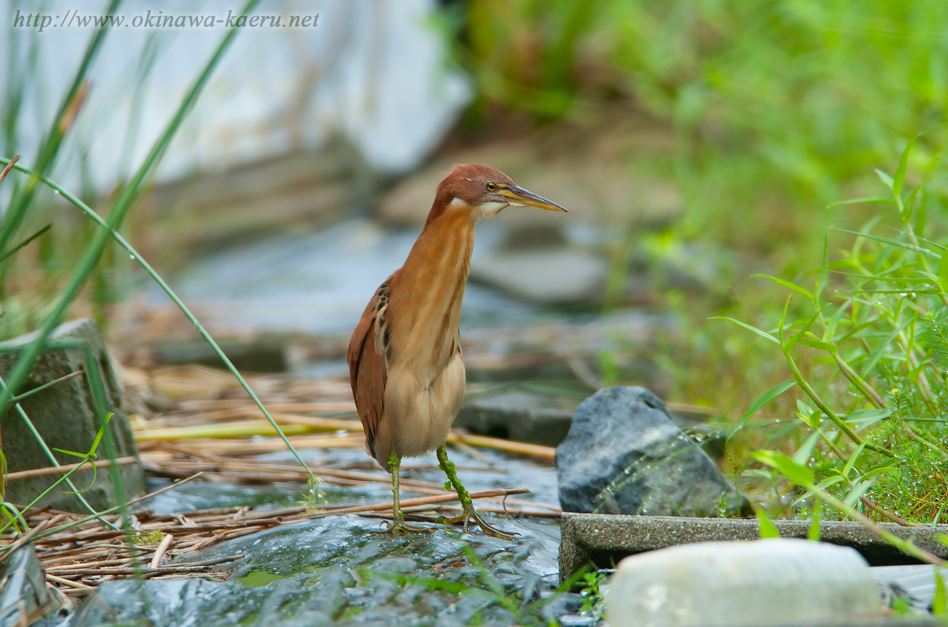 リュウキュウヨシゴイ Cinnamon Bittern