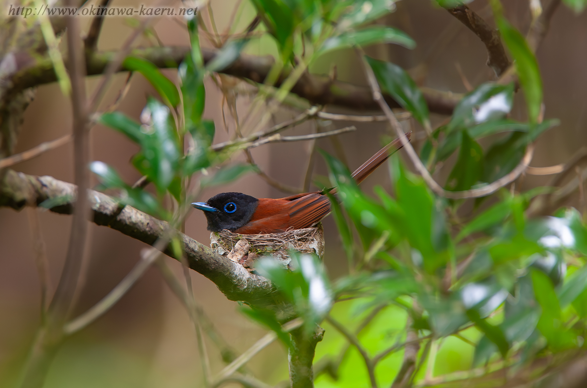 リュウキュウサンコウチョウ Terpsiphone atrocaudata illex