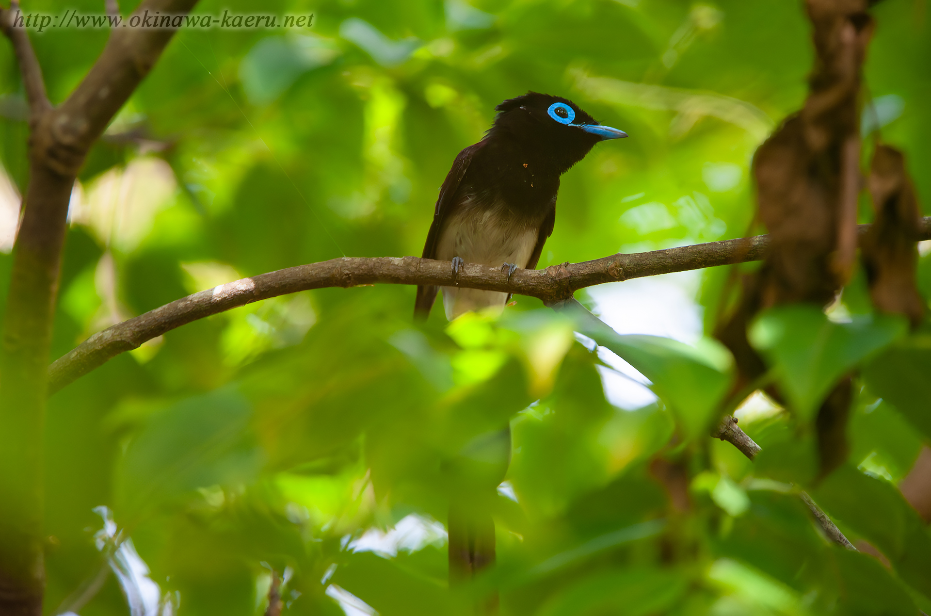 リュウキュウサンコウチョウ Terpsiphone atrocaudata illex