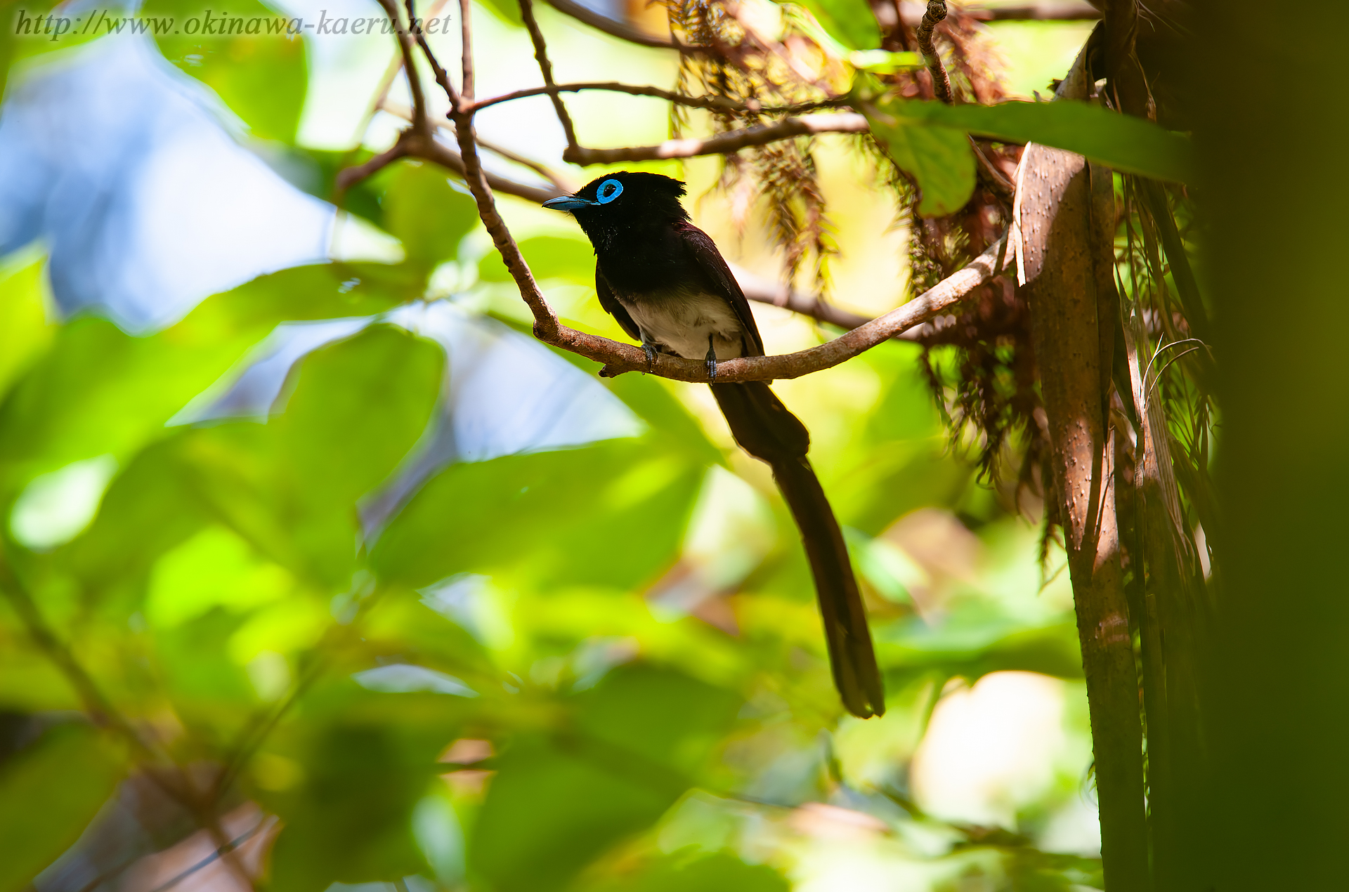 リュウキュウサンコウチョウ Terpsiphone atrocaudata illex