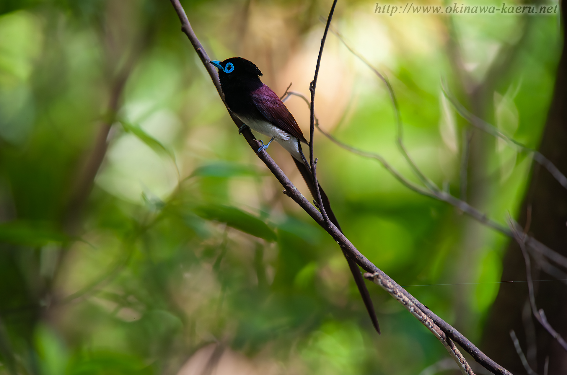 リュウキュウサンコウチョウ Terpsiphone atrocaudata illex