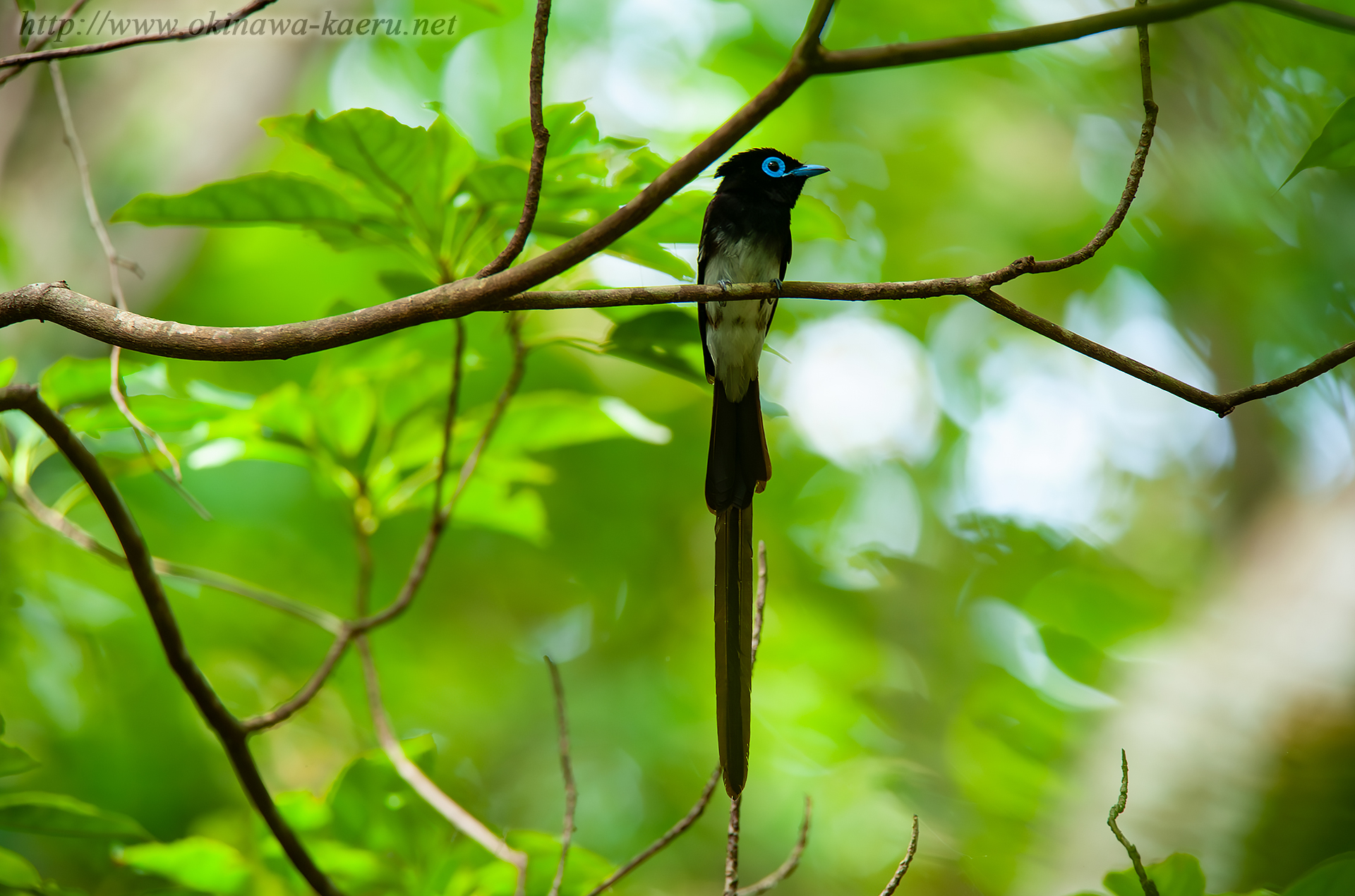 リュウキュウサンコウチョウ Terpsiphone atrocaudata illex