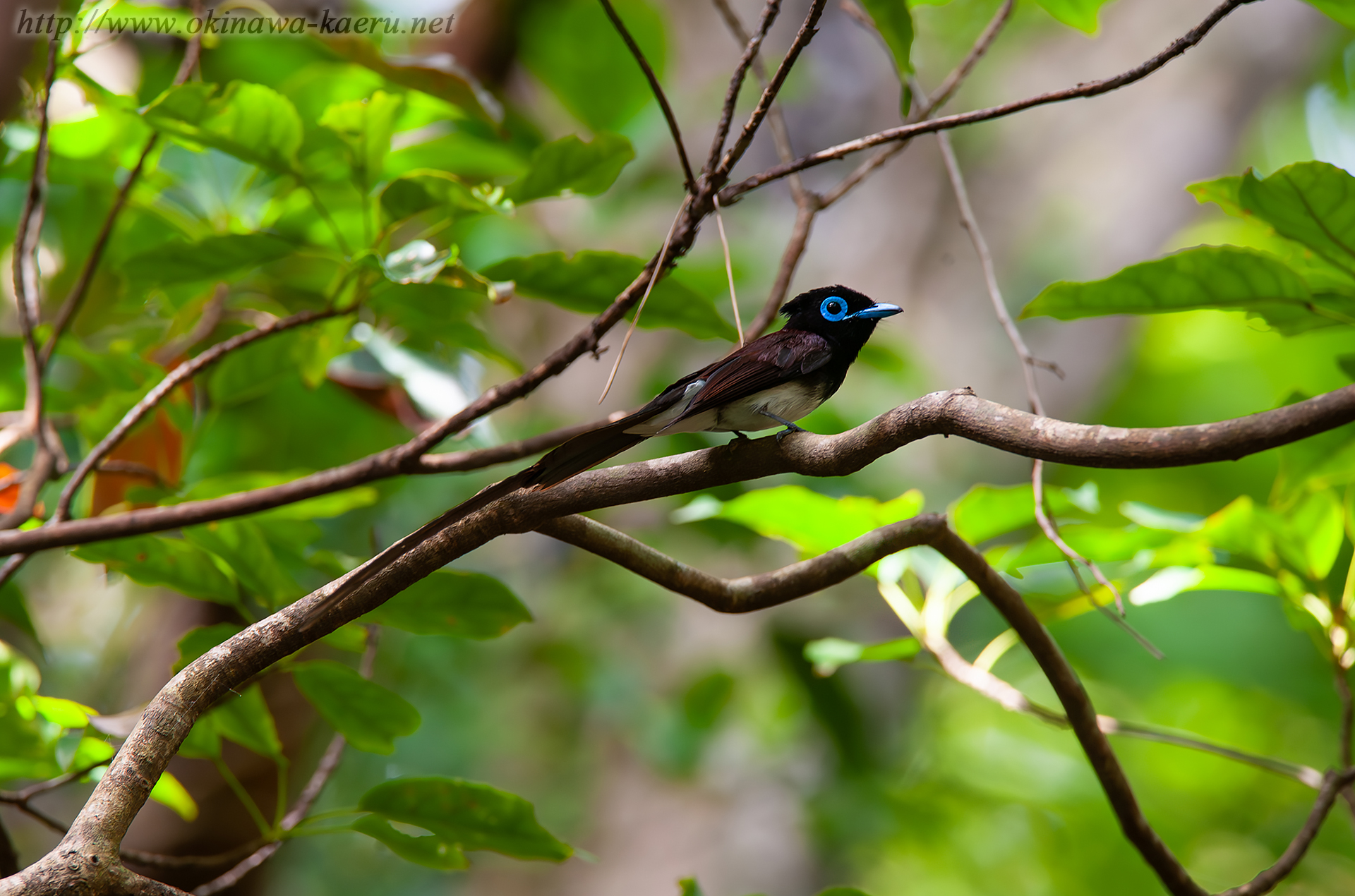 リュウキュウサンコウチョウ Terpsiphone atrocaudata illex