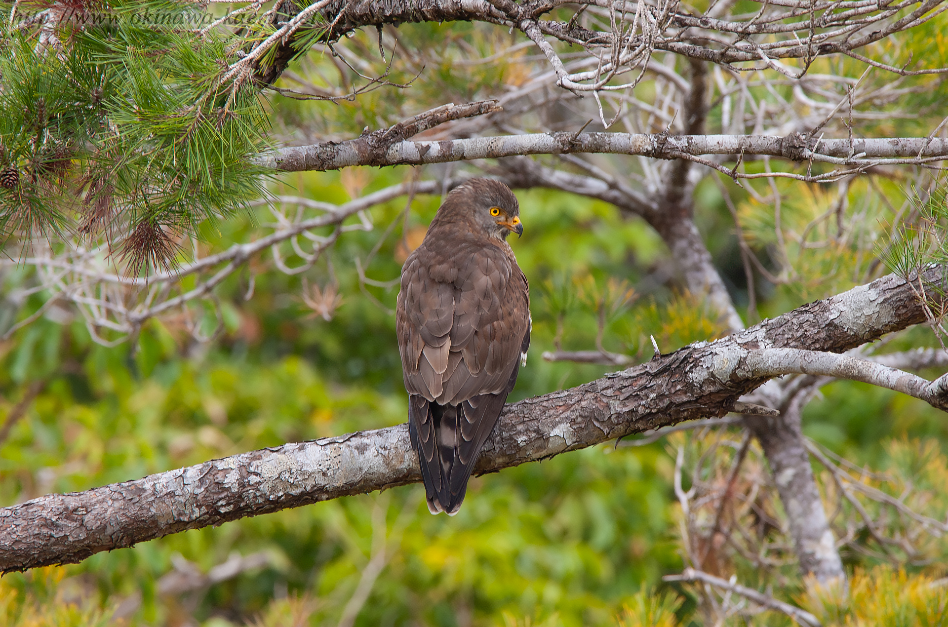 サシバ Butastur indicus