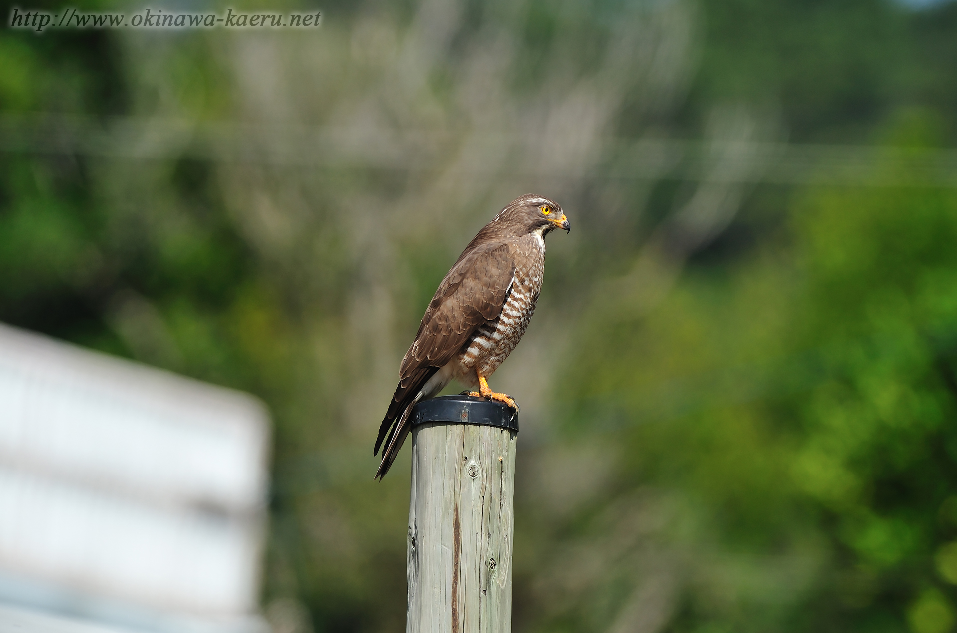 サシバ Butastur indicus